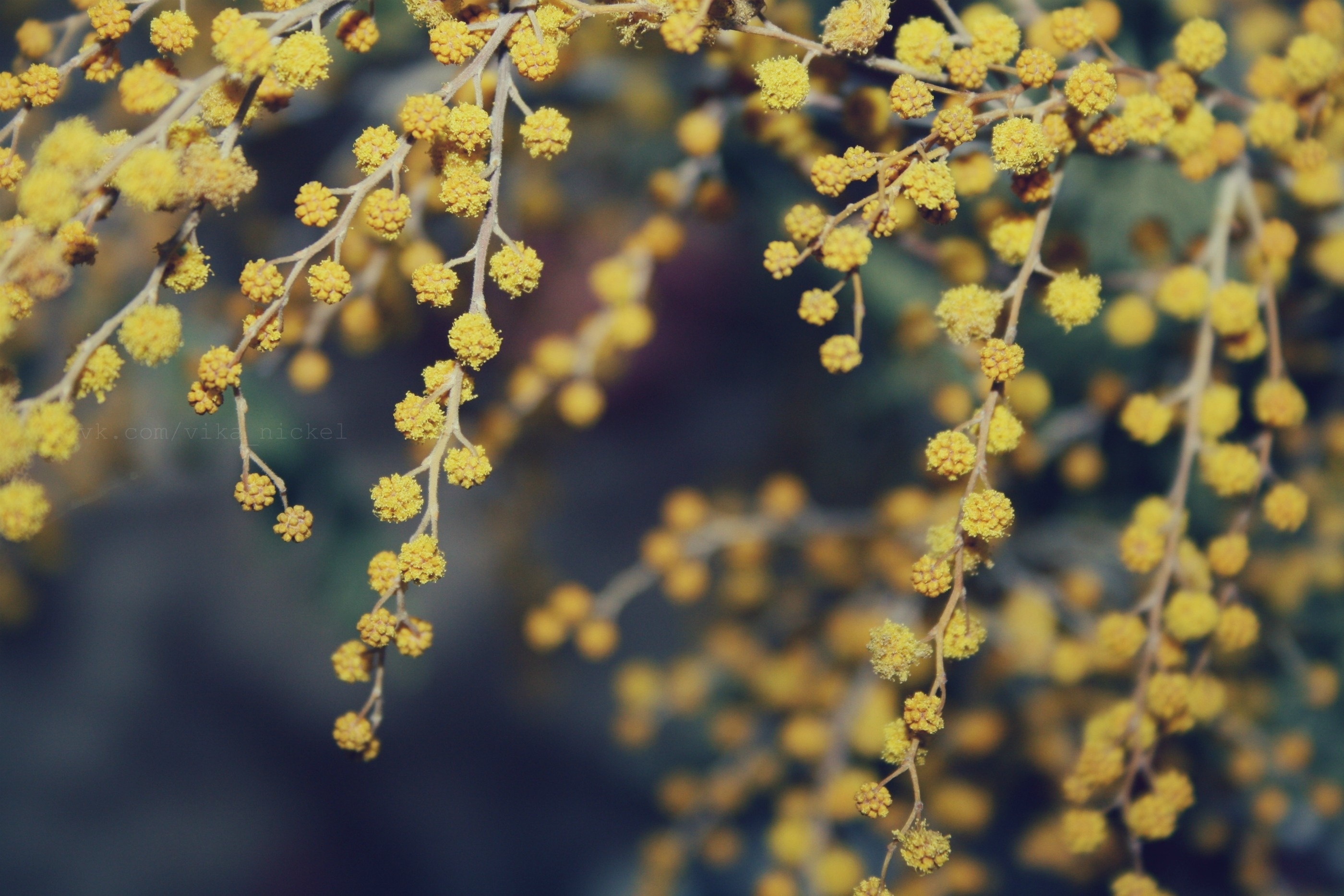 flowers, macro, handsomely, it's beautiful, mimosa