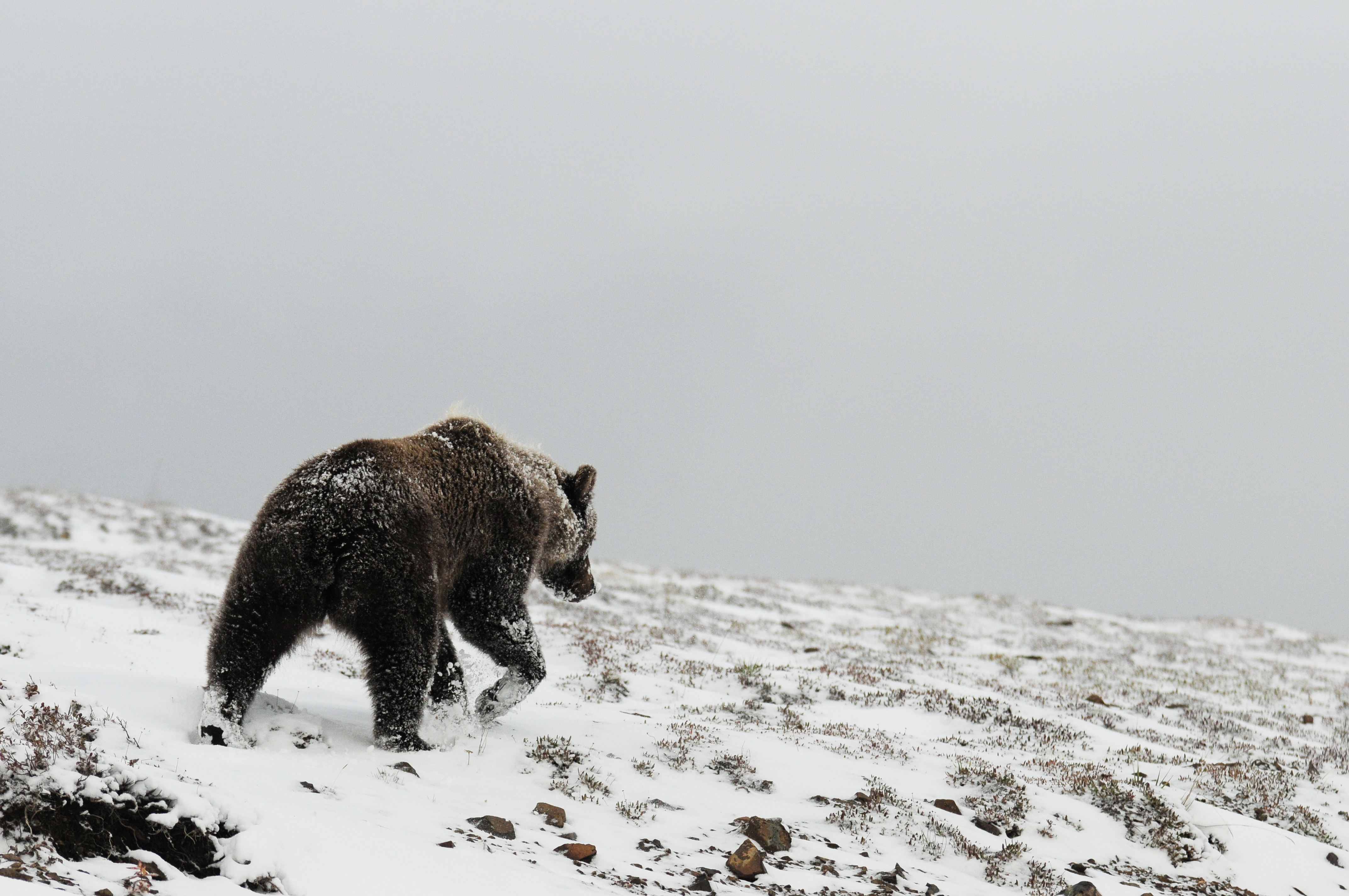108666 Bildschirmschoner und Hintergrundbilder Grizzly auf Ihrem Telefon. Laden Sie grizzlybär, bär, tiere, winter Bilder kostenlos herunter