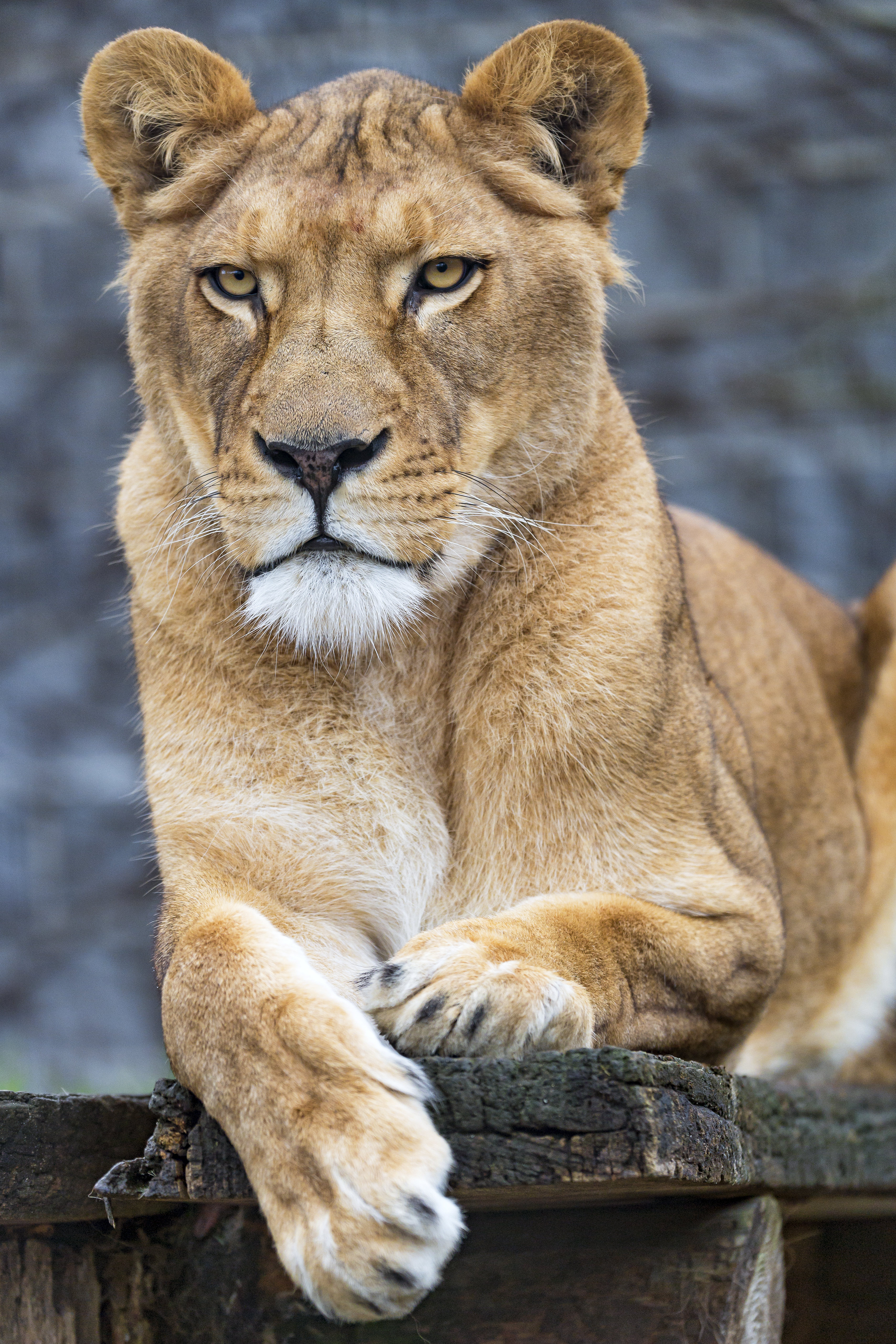 Big Cat paws, lioness, predator, animals 8k Backgrounds