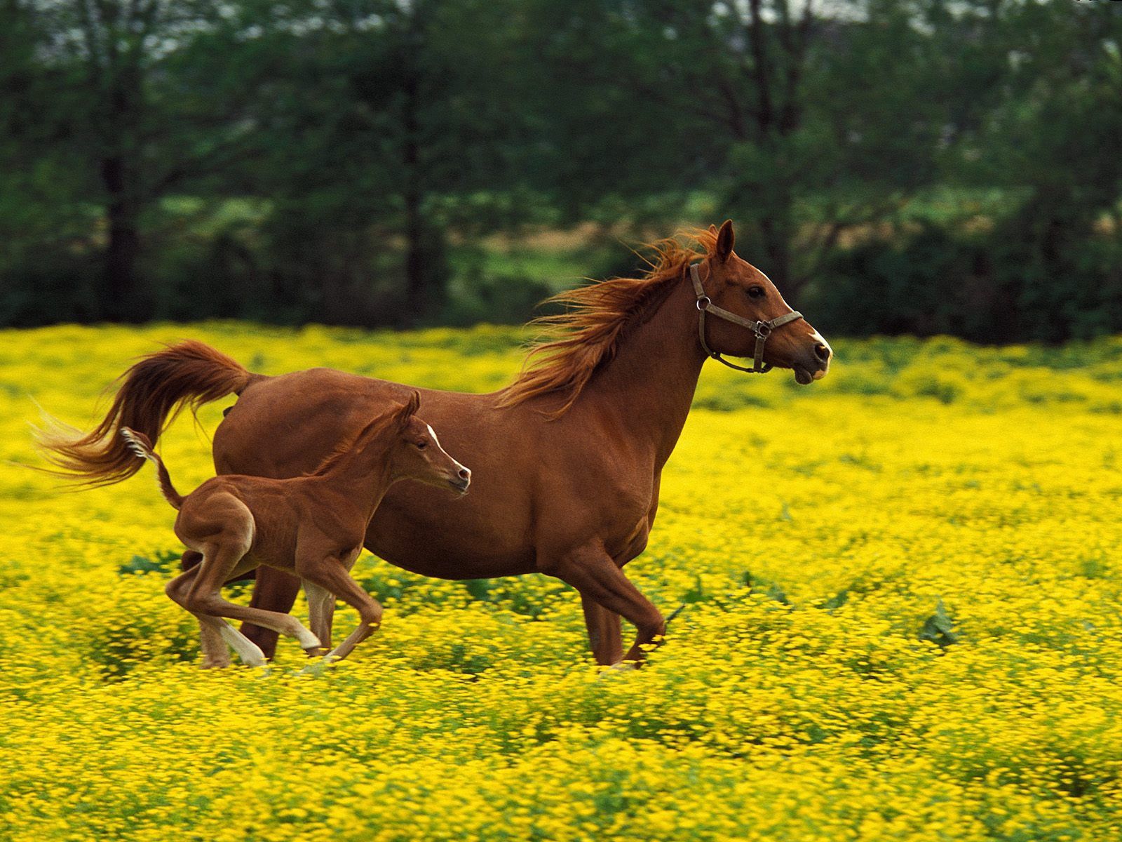 grass, animals, bounce, jump, horse, stallion Full HD