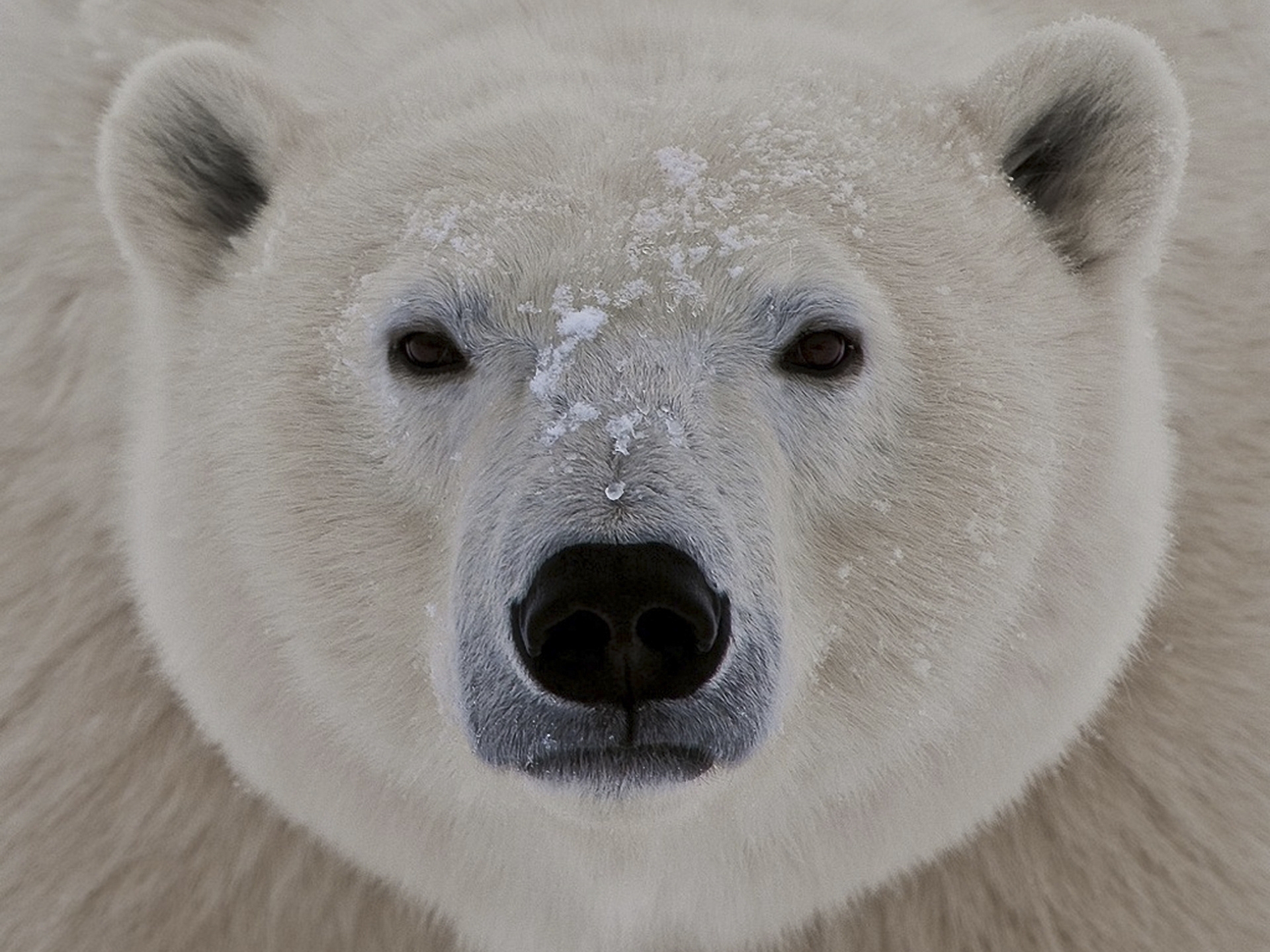 thick, polar bear, snow, sleepy Sight Cellphone FHD pic