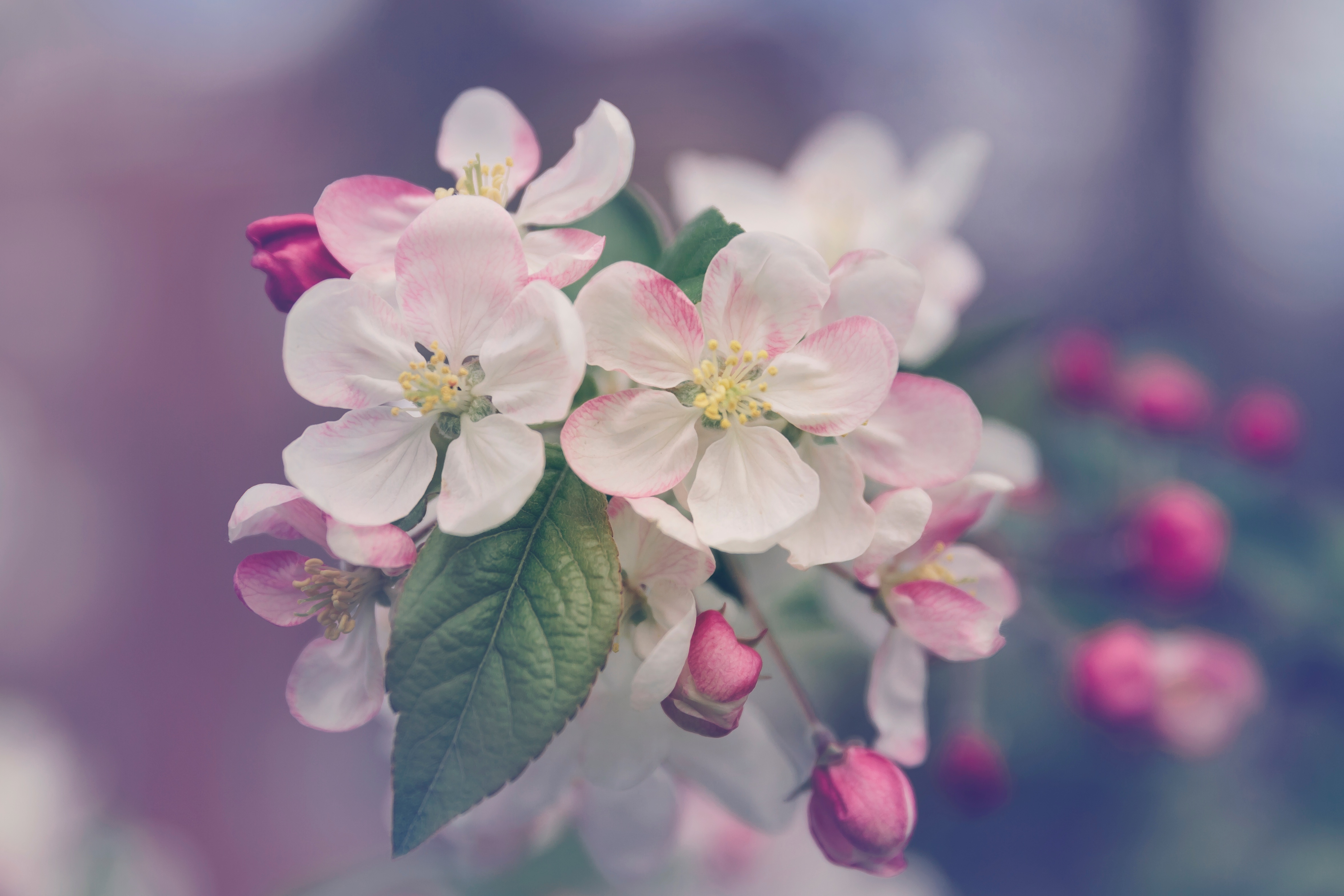 150562 завантажити шпалери квіти, весна, дерево, цвітіння - заставки і картинки безкоштовно