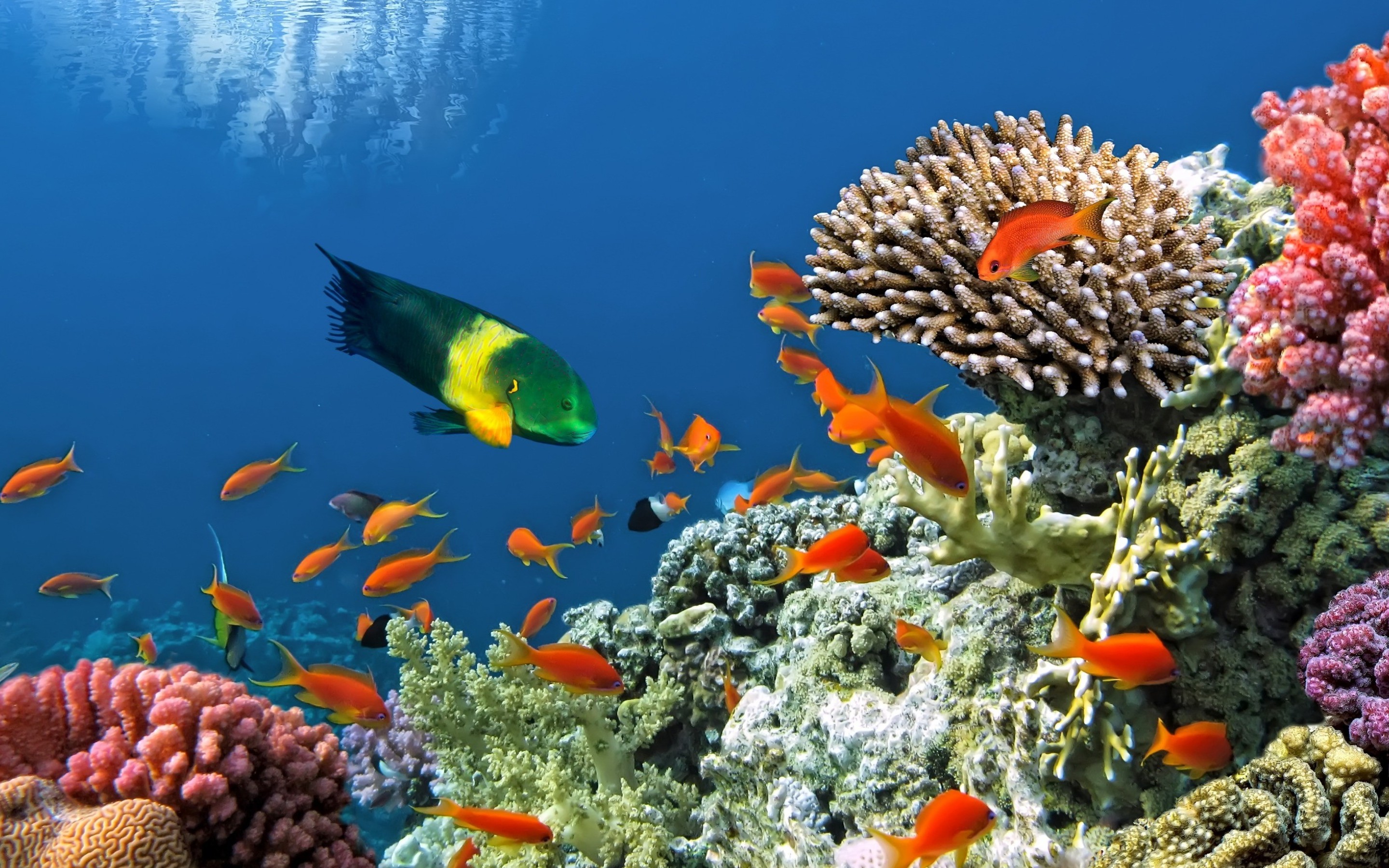 Подводный мир барьерного рифа