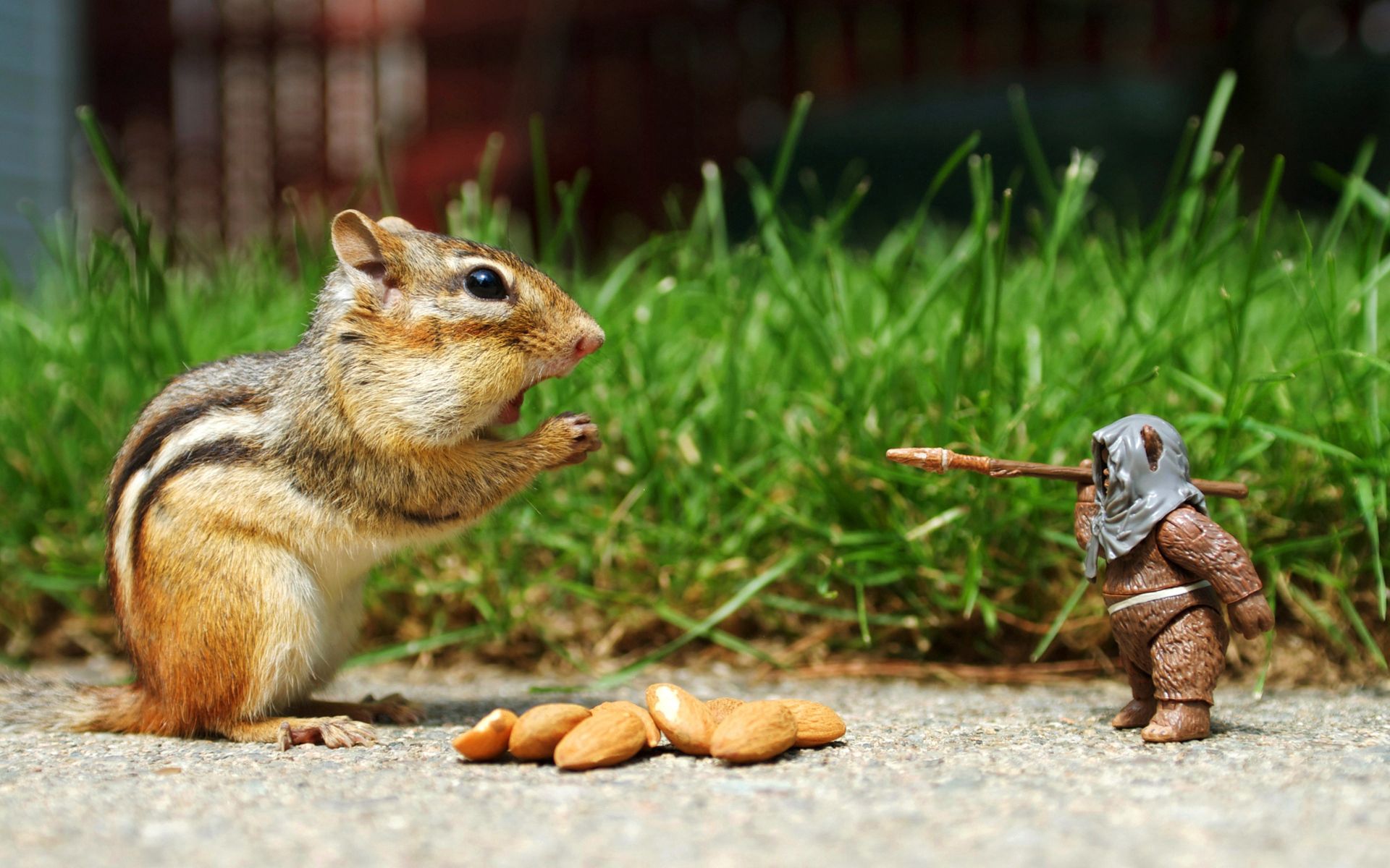 Desktop Backgrounds Nuts animals, chipmunk, food, grass