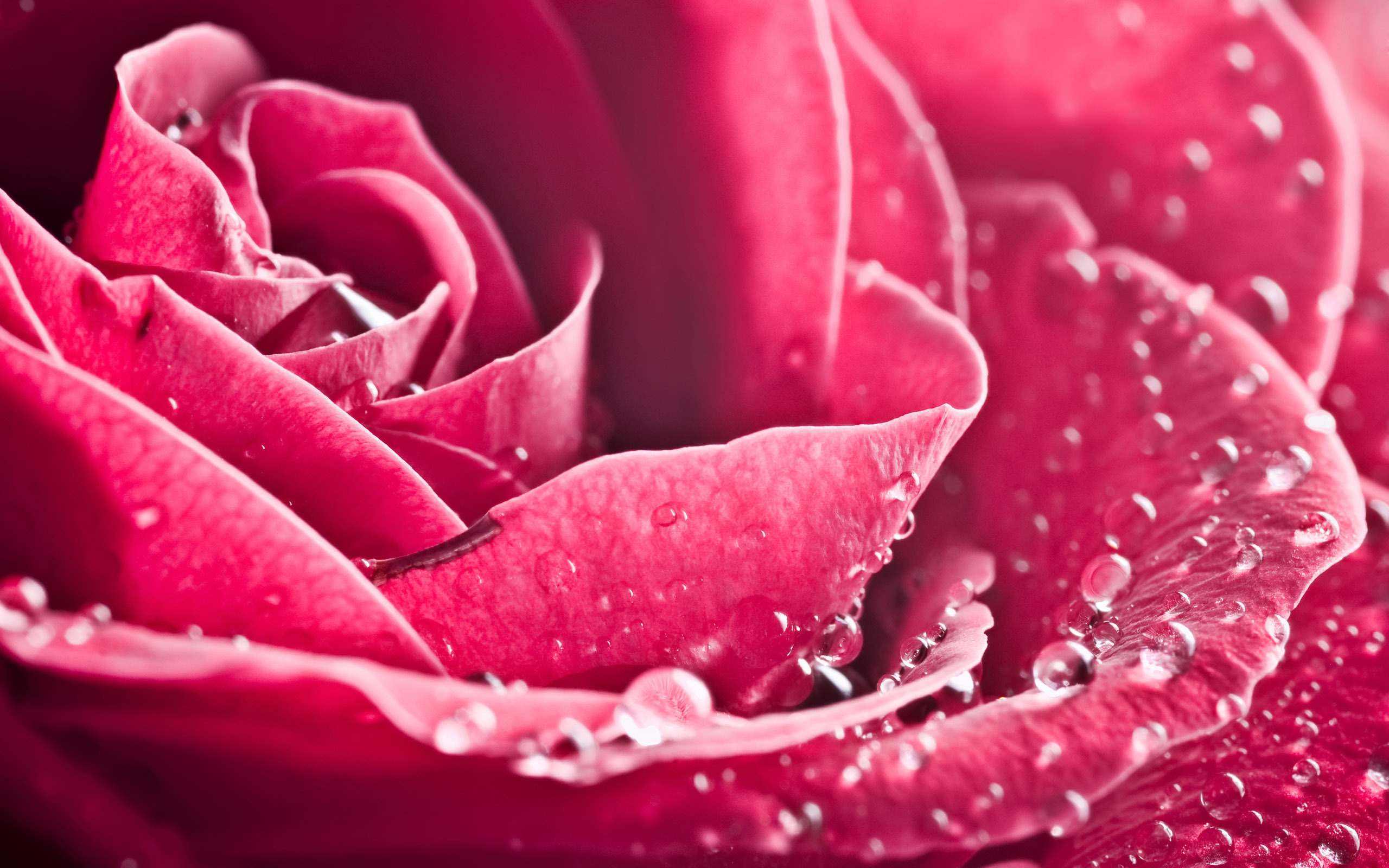 29750 free download Red wallpapers for phone, plants, roses, flowers, background Red images and screensavers for mobile
