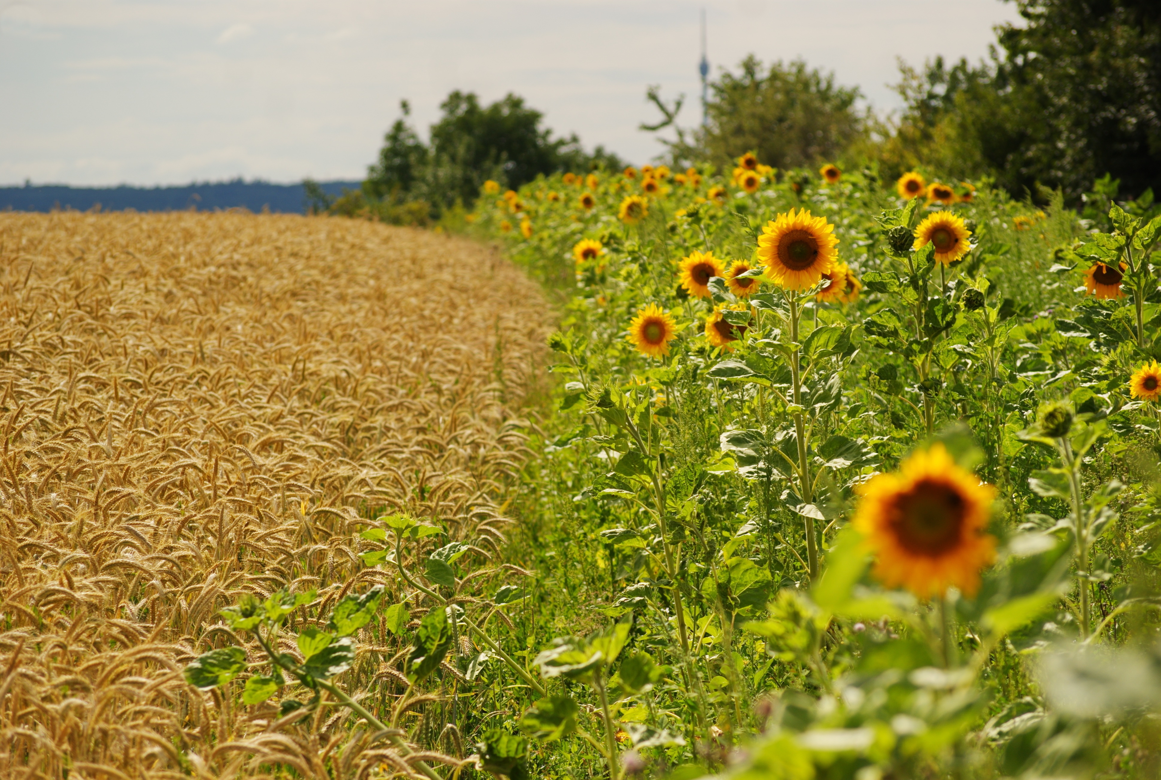 99941 download wallpaper nature, fields, sunflowers, summer, ears, spikes, border screensavers and pictures for free