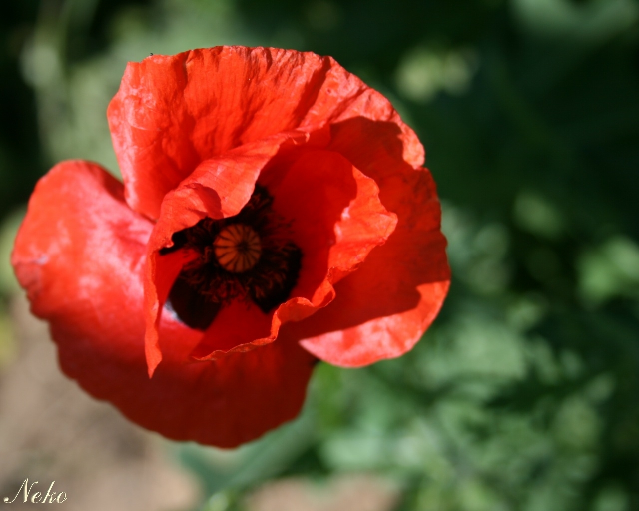 plants, flowers, poppies, red 8K