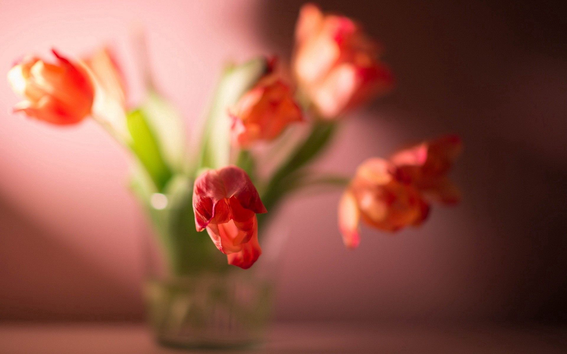 100139 Hintergrundbild herunterladen blumen, pflanze, makro, tulpe, tulip - Bildschirmschoner und Bilder kostenlos