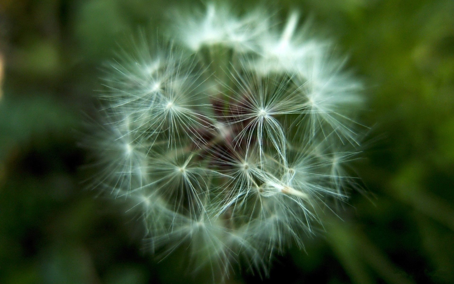 android flower, macro, dandelion, fluff, fuzz, seeds, seed