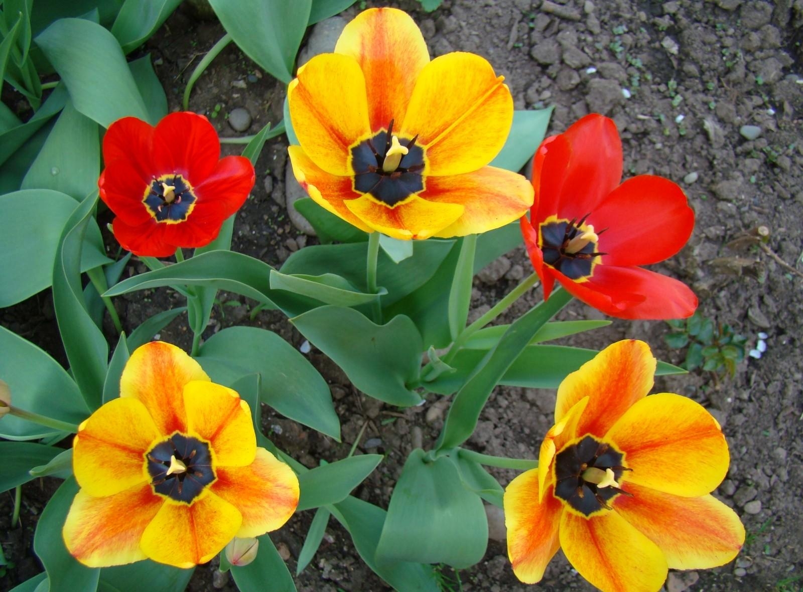 Cool Backgrounds flowerbed, loose, tulips, earth Greens