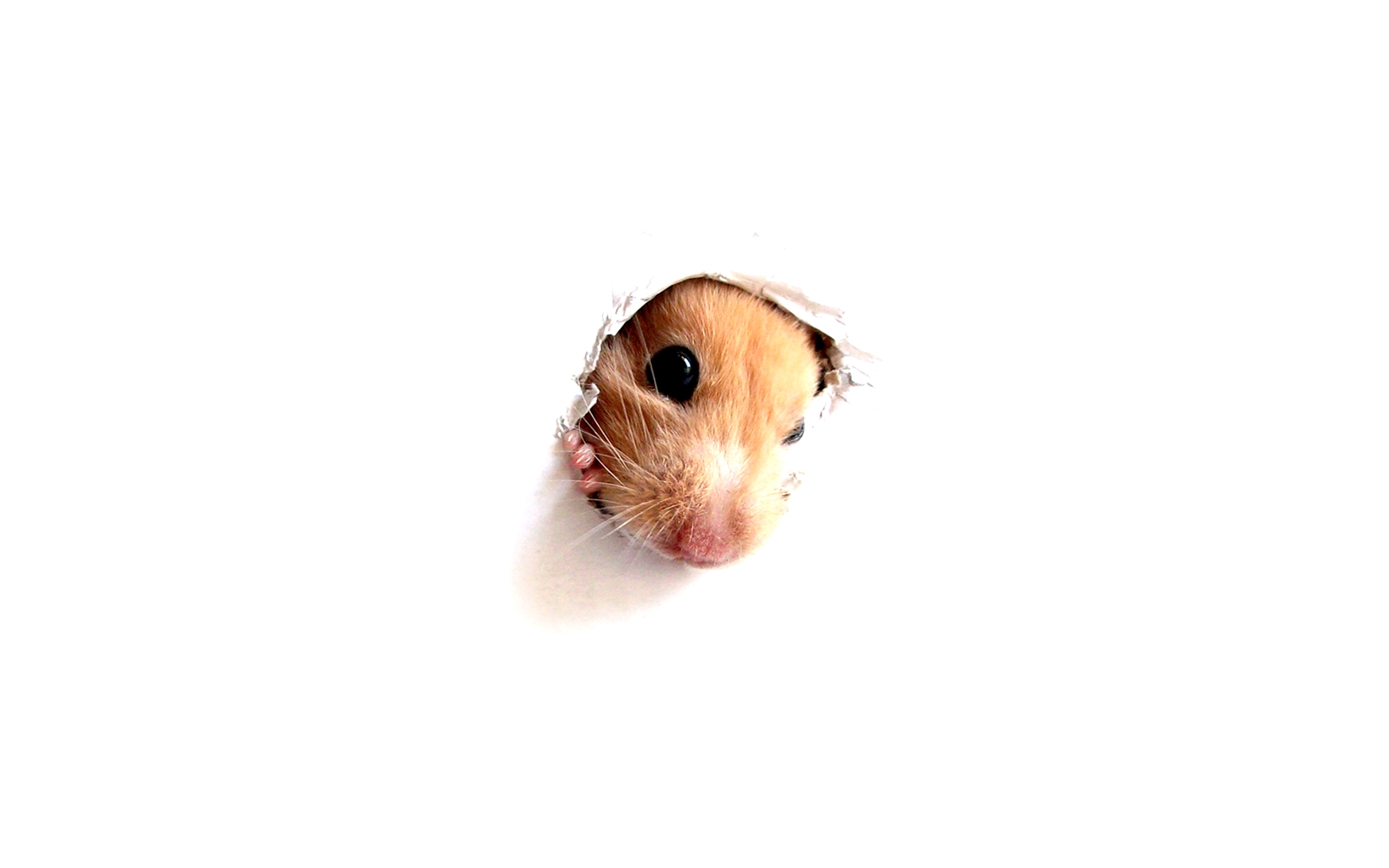wallpapers background, animals, mice, white