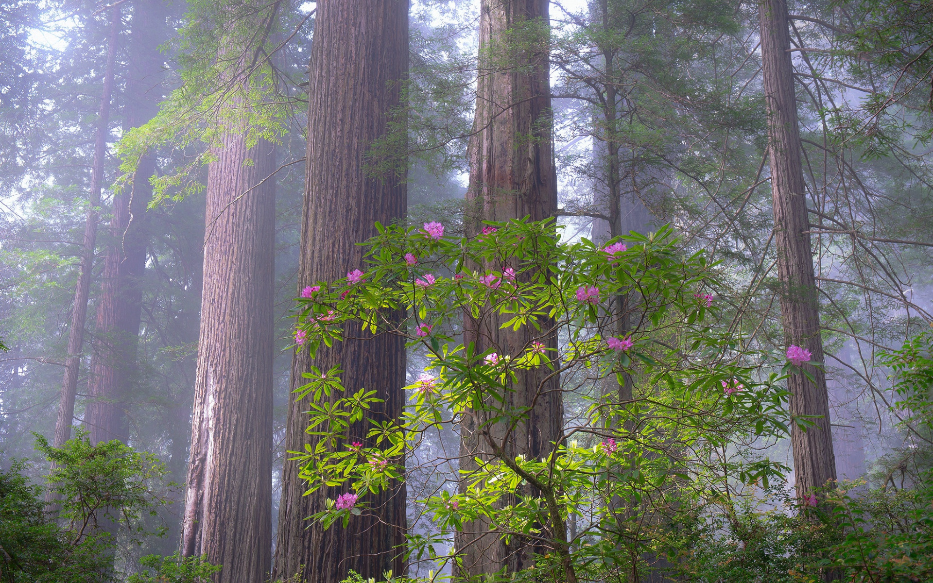 earth, tree, bush, flower, forest, haze, nature, rhododendron, trees