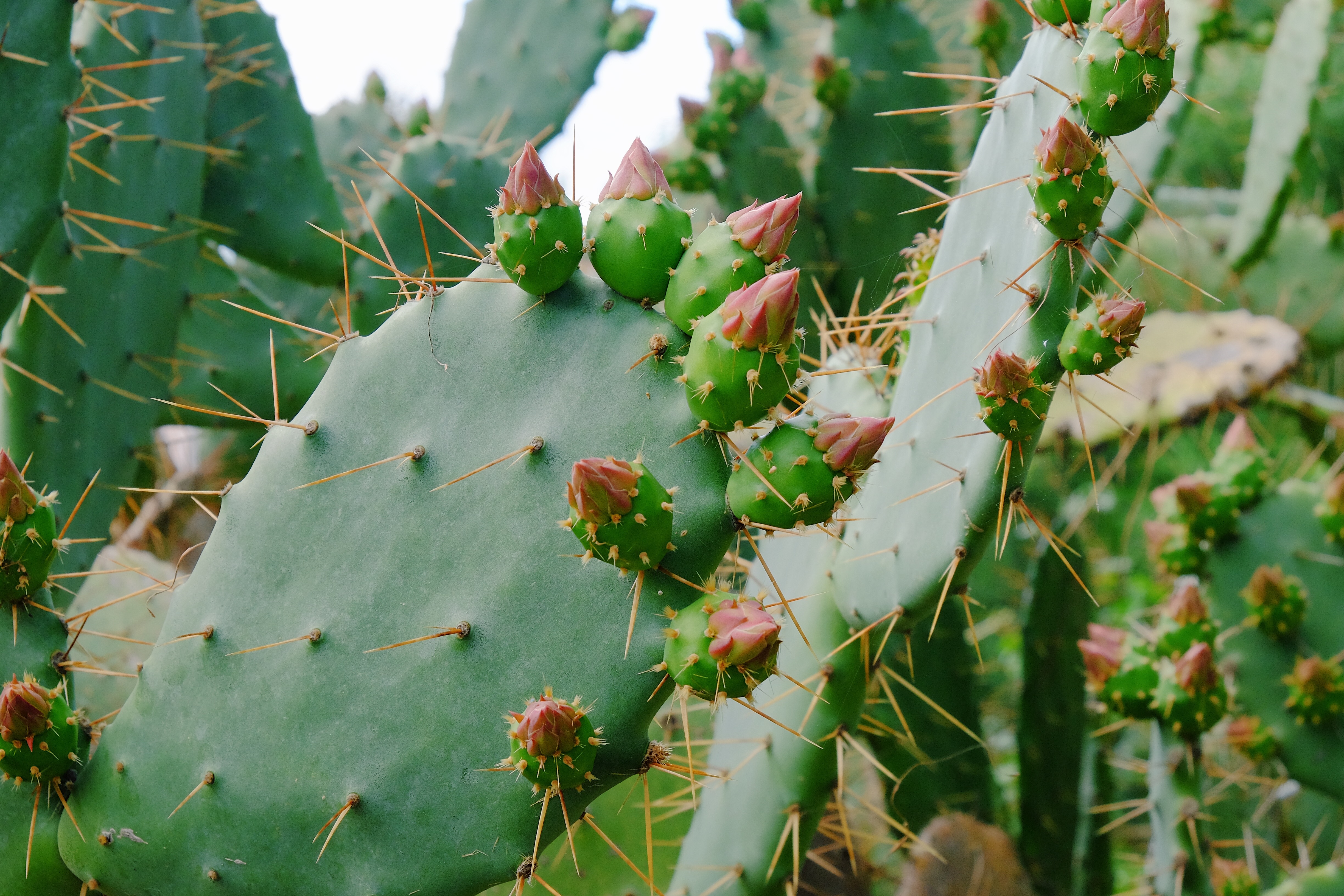 flowers, cactus, thorns, prickles, succulent High Definition image