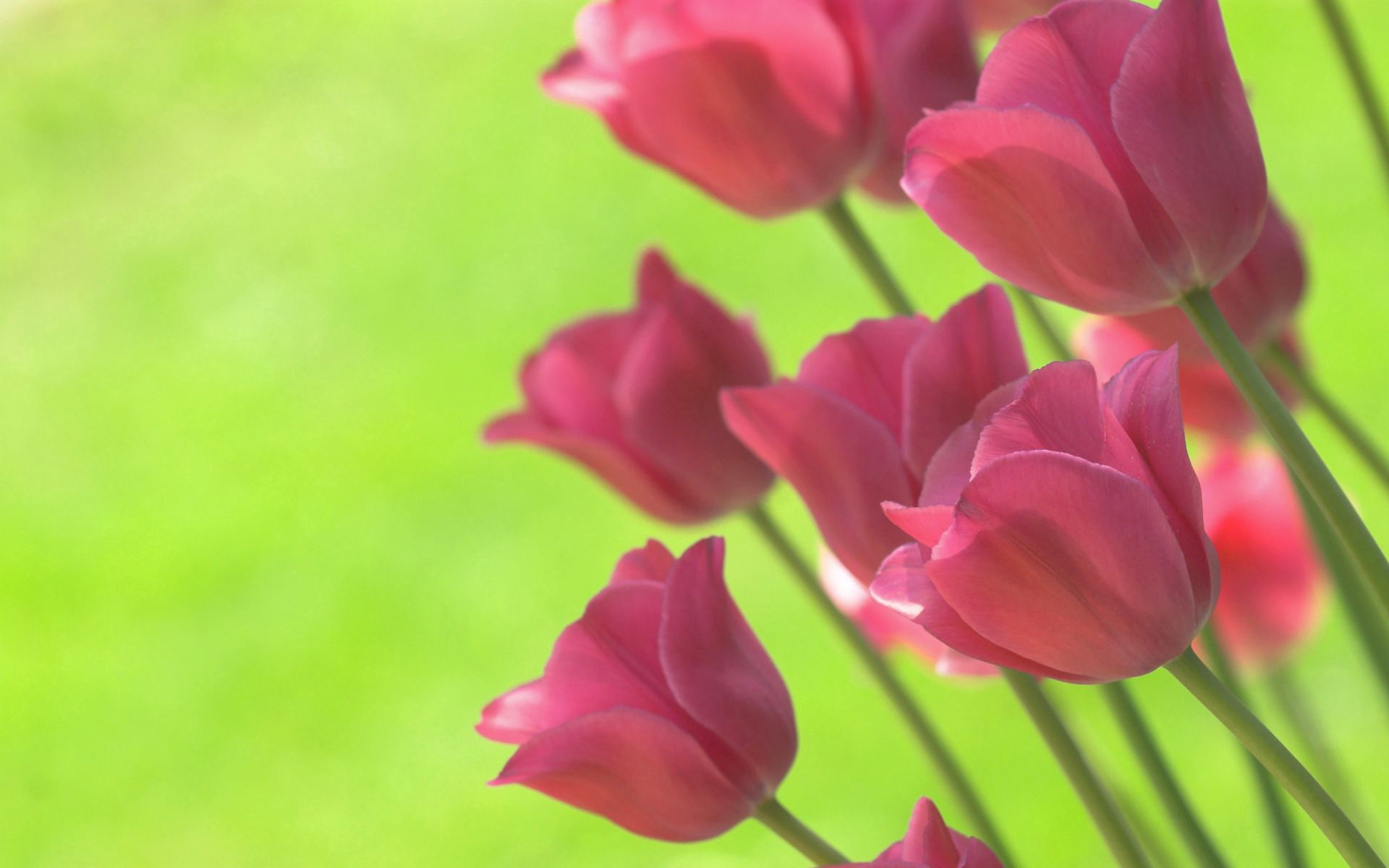 88754 Bildschirmschoner und Hintergrundbilder Tulpen auf Ihrem Telefon. Laden Sie hellgrün, frühling, salat, blumen Bilder kostenlos herunter