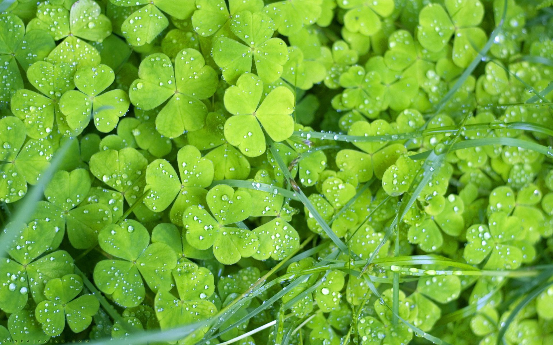 129845 download wallpaper grass, leaves, drops, green, macro, clover screensavers and pictures for free