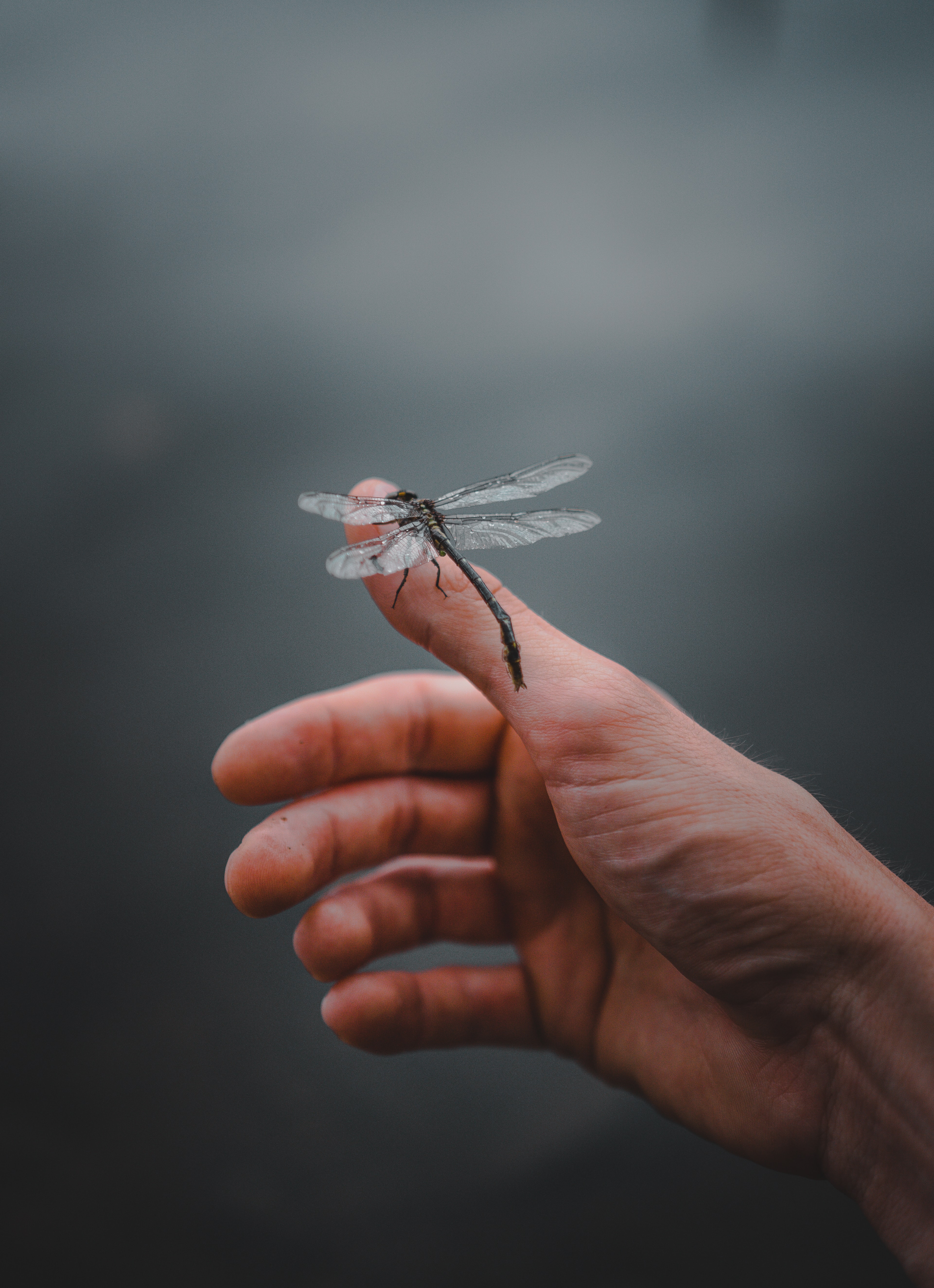 dragonfly, hand, miscellanea, miscellaneous, insect, fingers Smartphone Background