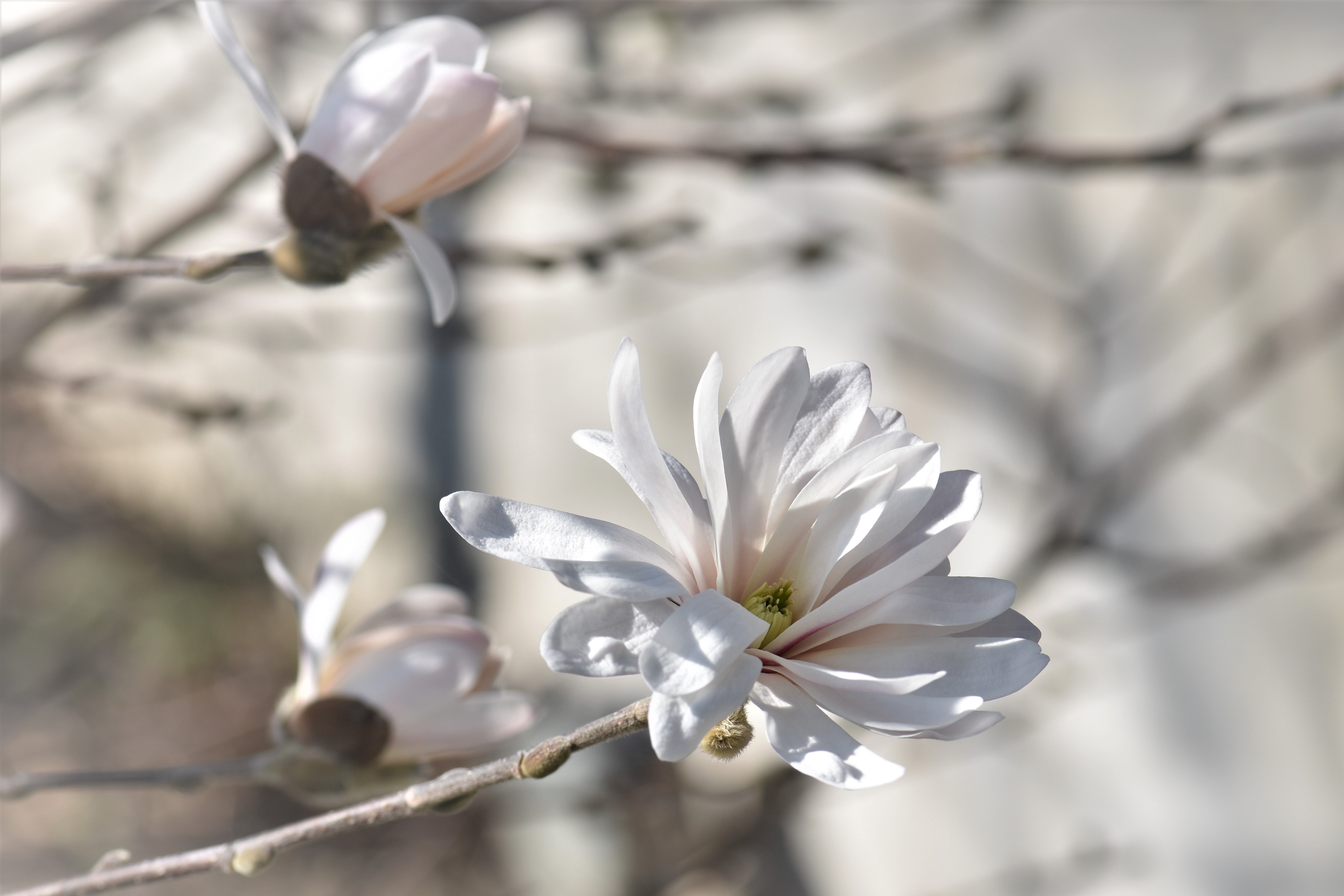 111817 Hintergrundbild herunterladen blumen, holz, baum, magnolie, magnolia - Bildschirmschoner und Bilder kostenlos