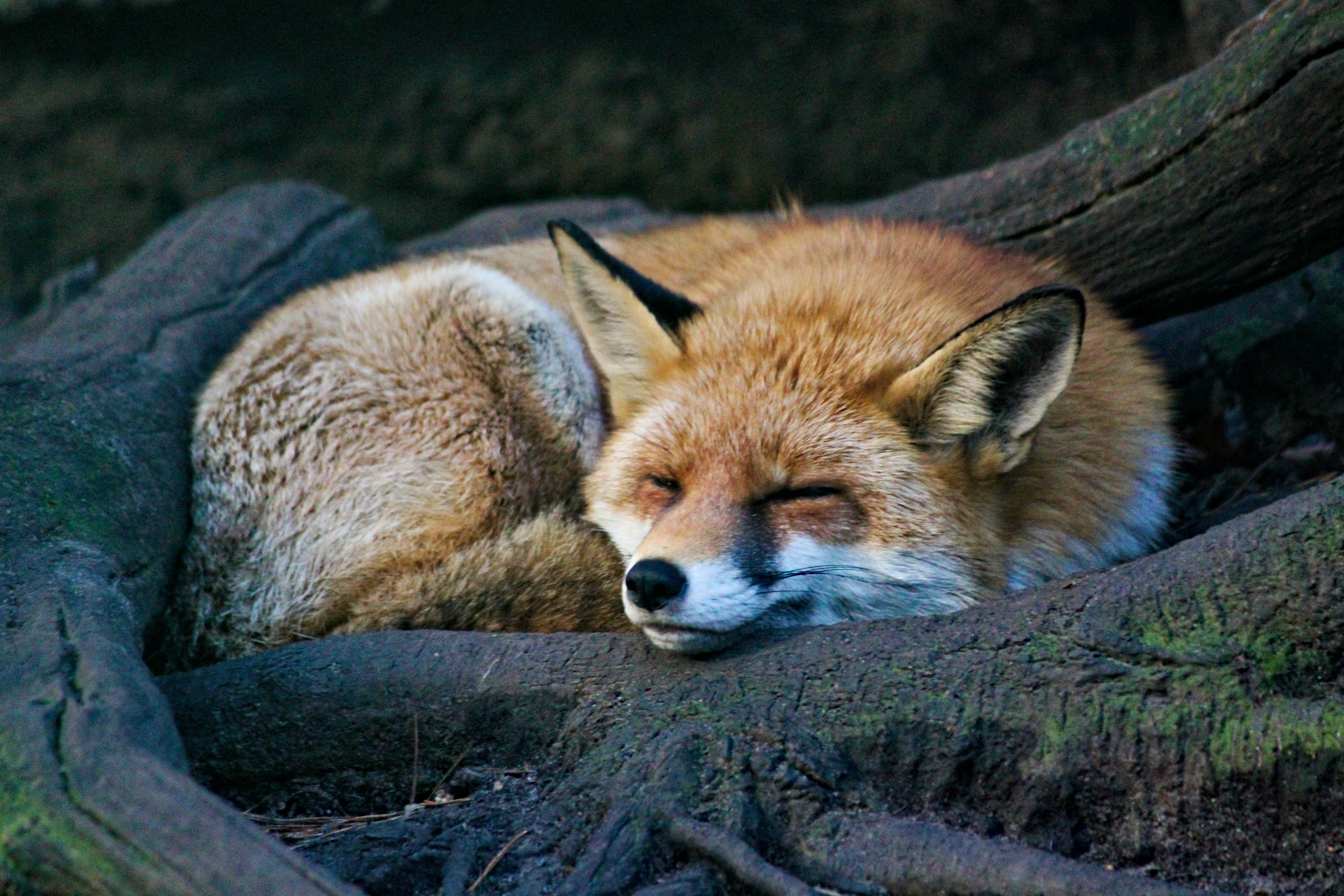QHD wallpaper fox, wildlife, animal, sleep
