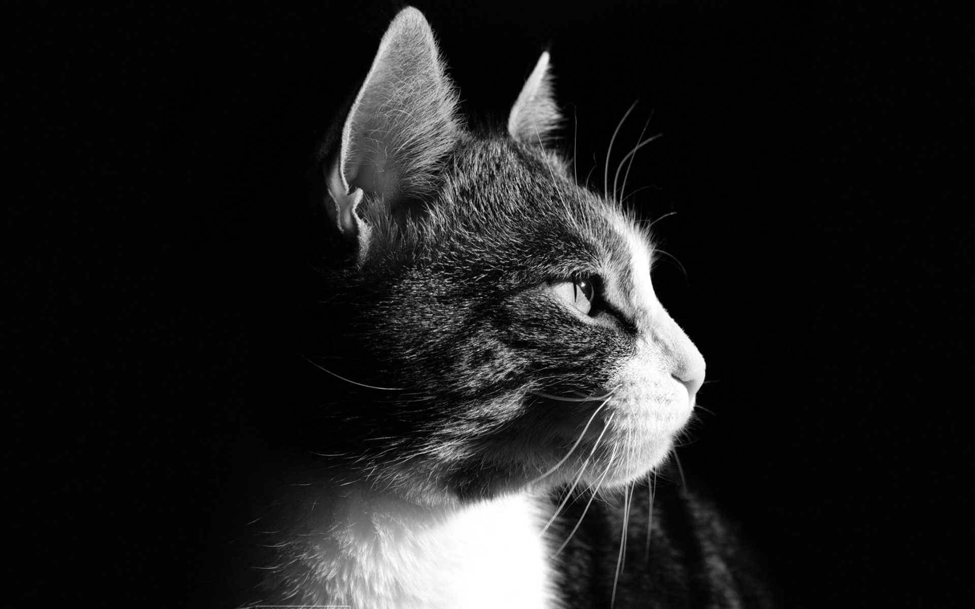 121702壁紙のダウンロード猫, 動物, ネコ, 銃口, 暗い背景, プロフィール-スクリーンセーバーと写真を無料で