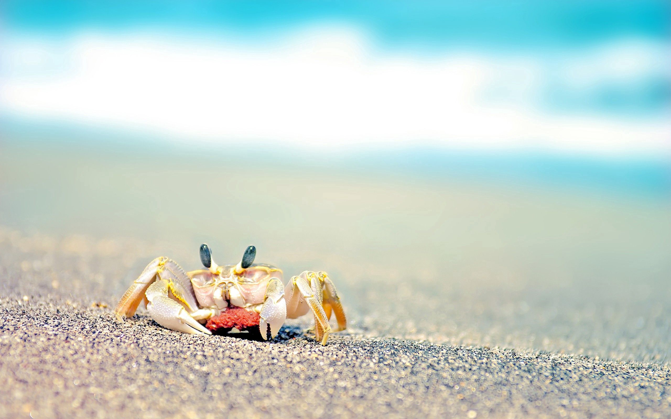 141516 Hintergrundbild herunterladen tiere, waves, sand, sprühen, spray, krabbe - Bildschirmschoner und Bilder kostenlos