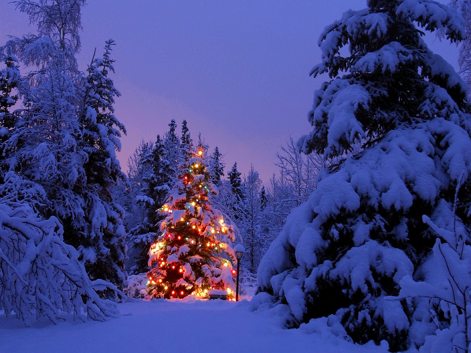 165199壁紙のダウンロードホリデー, クリスマス, クリスマスのあかり, クリスマスツリー, 色, 森, 光, 雪, 木-スクリーンセーバーと写真を無料で