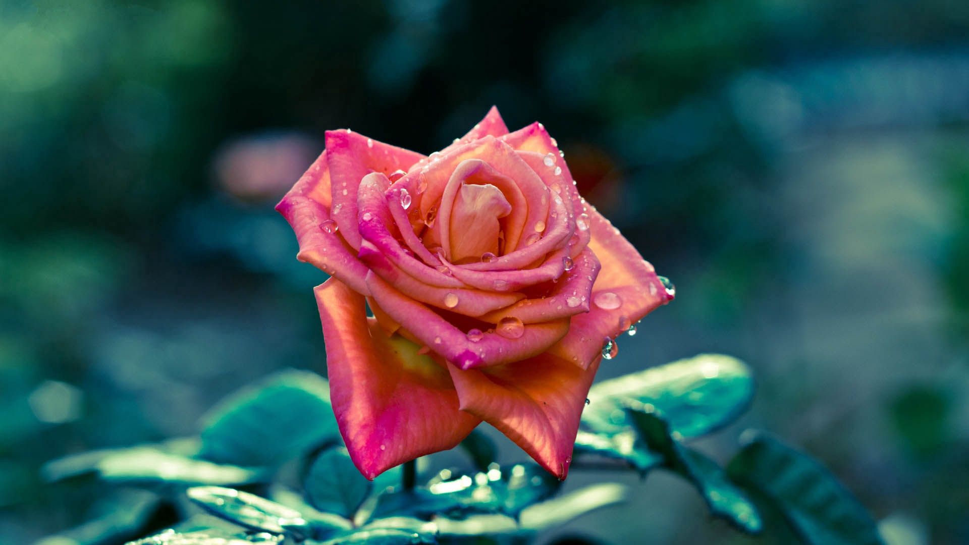 Laden Sie das Drops, Blumen, Pflanze, Rose, Blütenblätter, Gestreift-Bild kostenlos auf Ihren PC-Desktop herunter