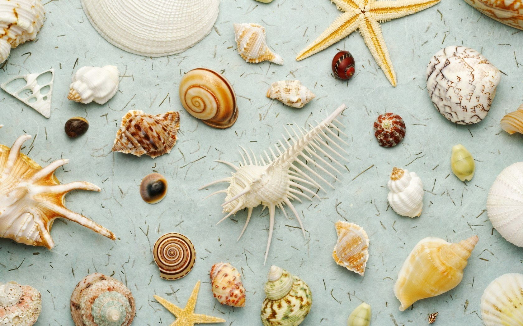 background, shells, gray cell phone wallpapers
