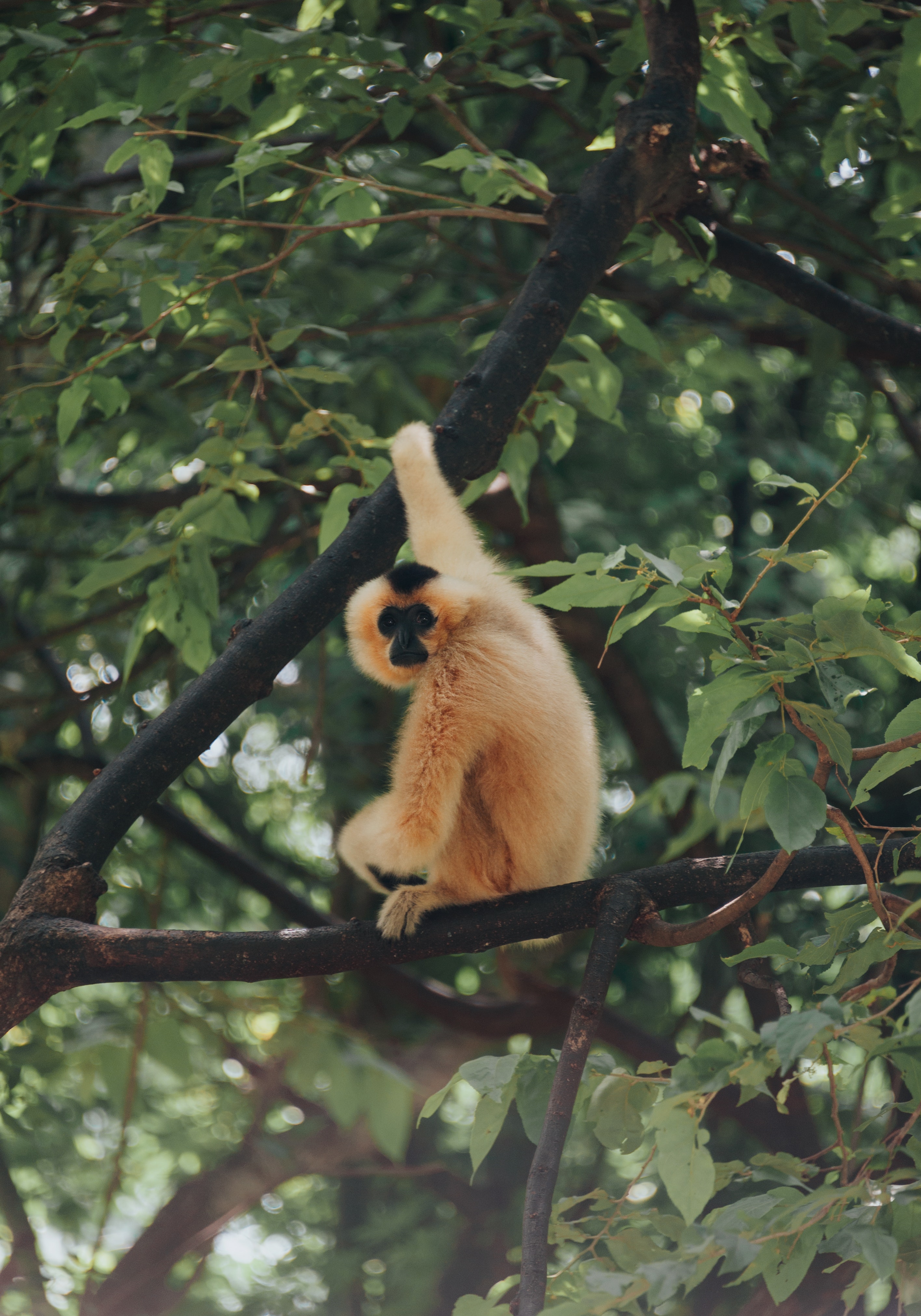 Laden Sie das Tiere, Geäst, Zweige, Affe, Ein Affe, Primas, Primaten-Bild kostenlos auf Ihren PC-Desktop herunter