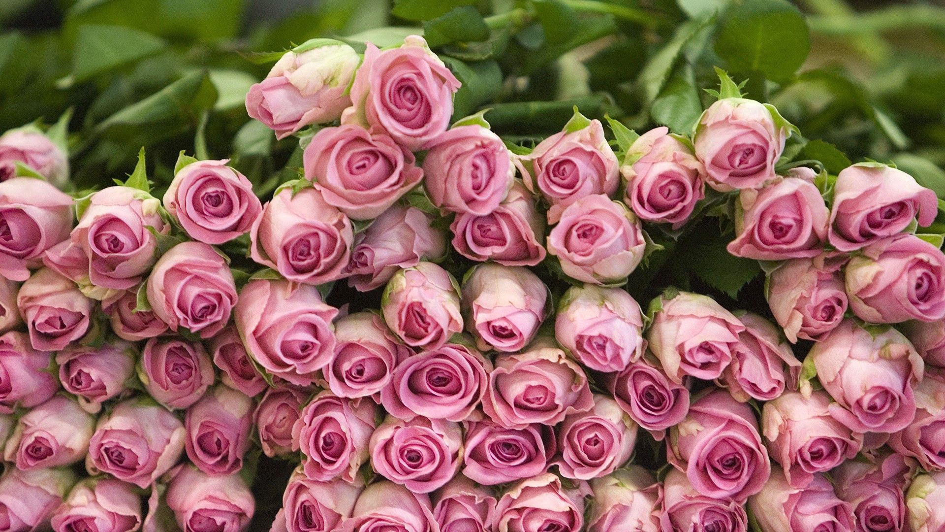 79572 Salvapantallas y fondos de pantalla Rosa en tu teléfono. Descarga imágenes de tumbarse, flores, rosado, roses gratis