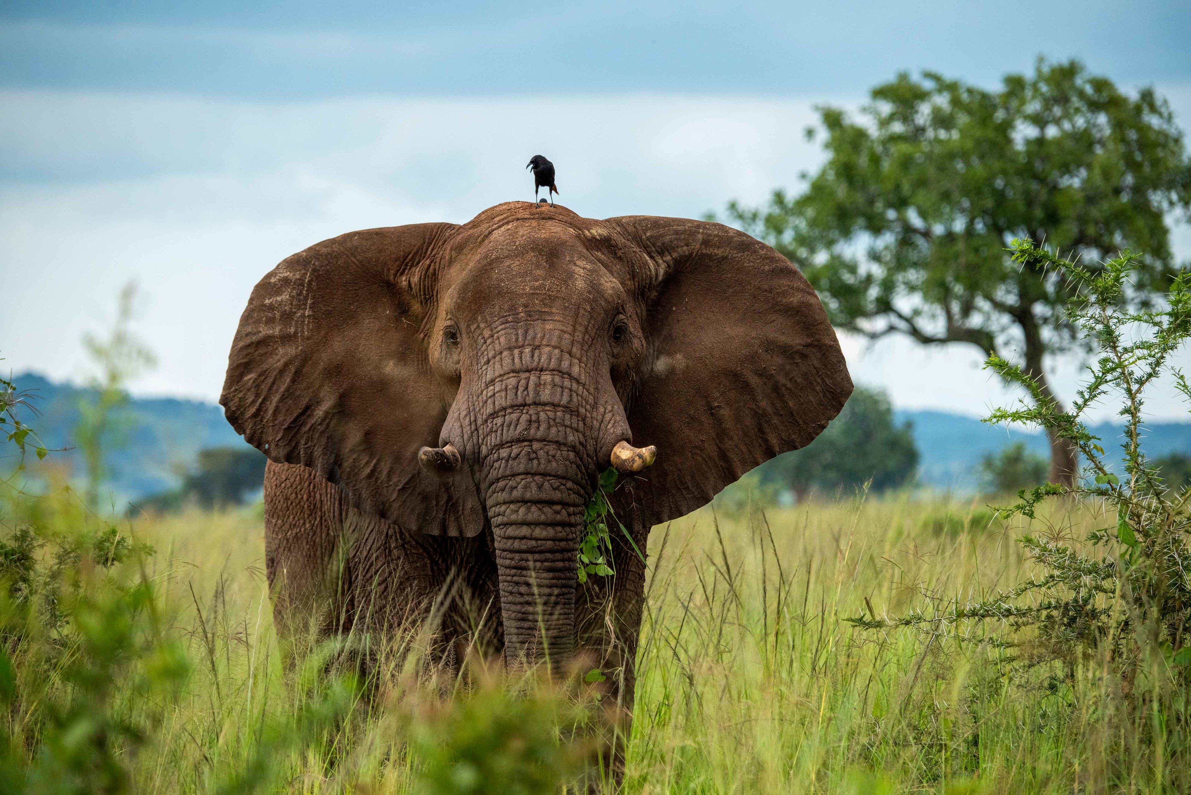 148402 Hintergrundbilder und Elefanten Bilder auf dem Desktop. Laden Sie kofferraum, savanna, der rüssel, elefant Bildschirmschoner kostenlos auf den PC herunter
