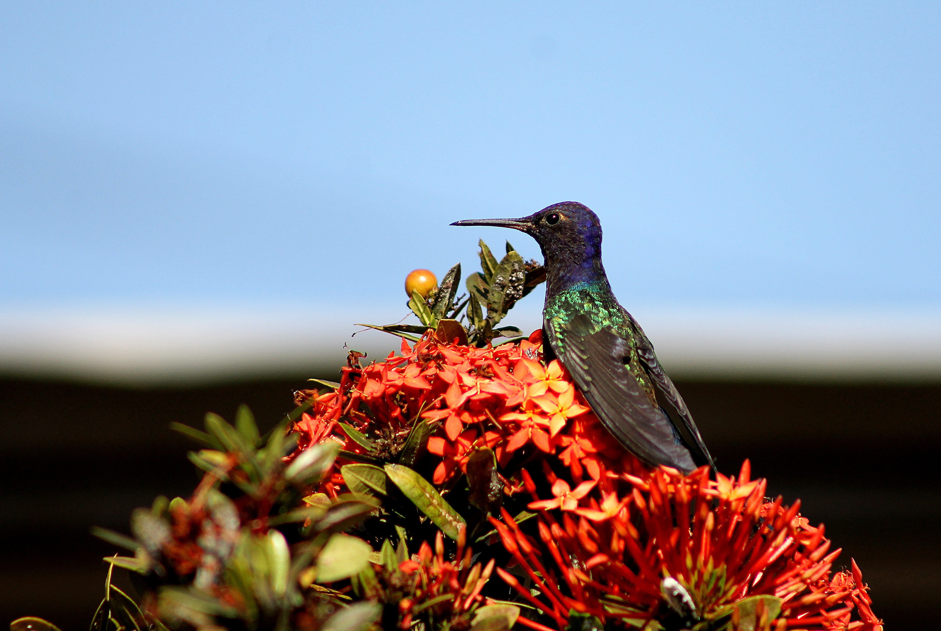 Laden Sie das Blumen, Tiere, Kolibris, Vogel-Bild kostenlos auf Ihren PC-Desktop herunter