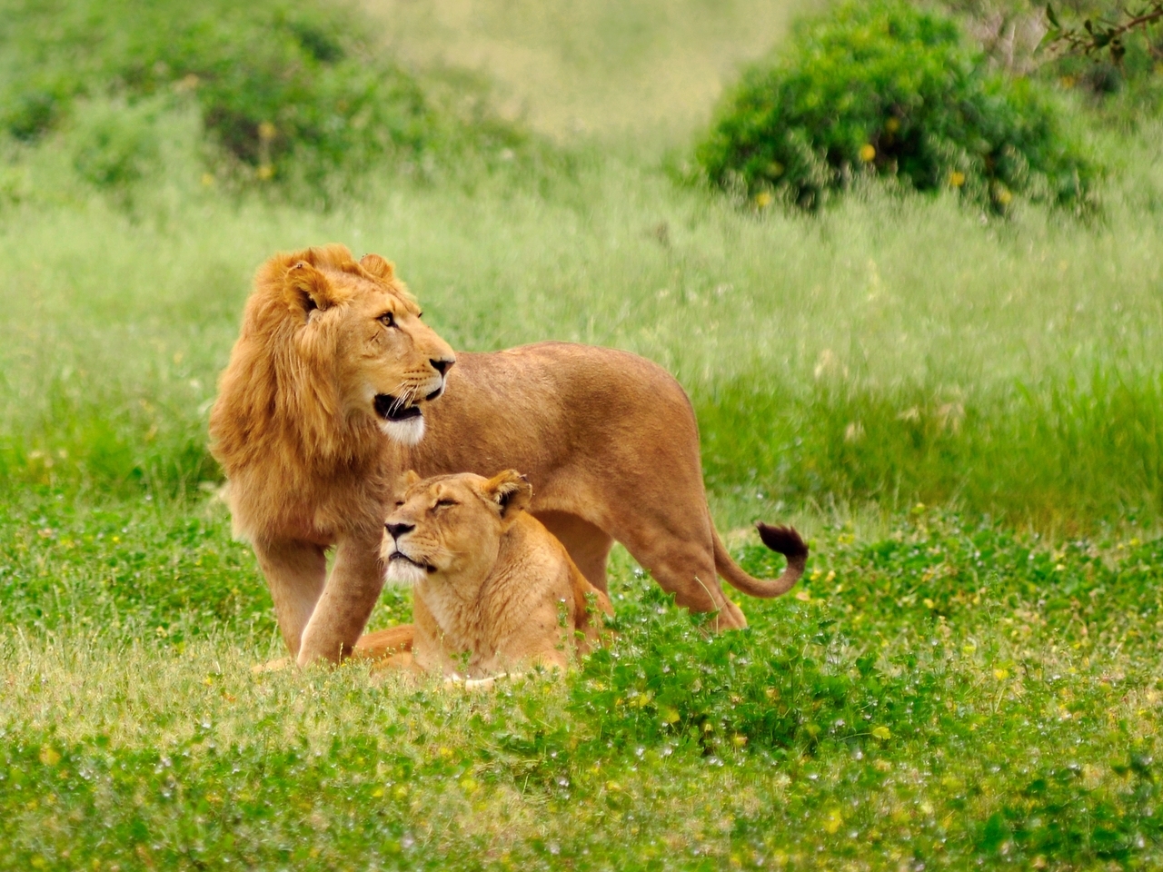 lions, animals