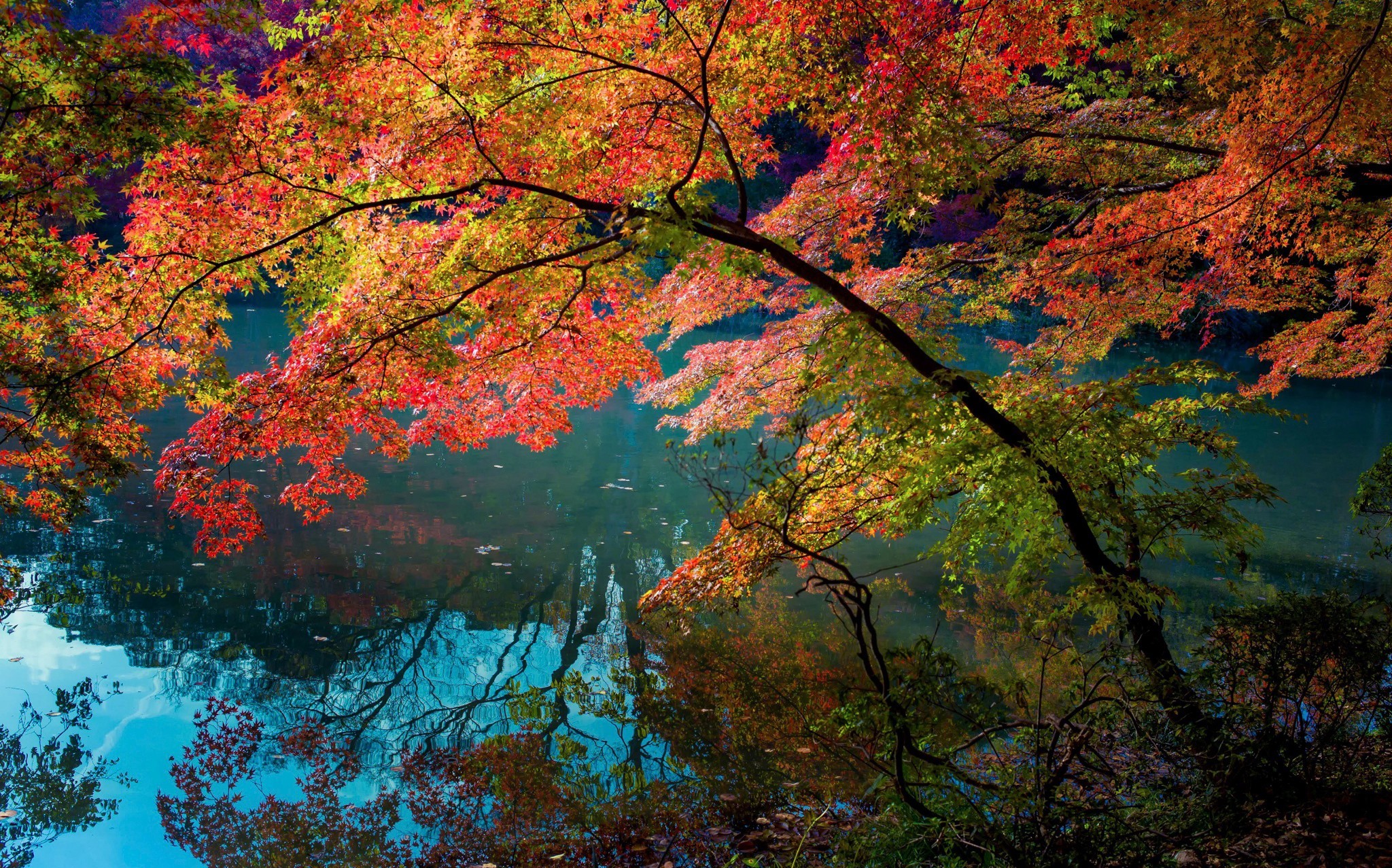 earth, fall, branch, creek, leaf, tree