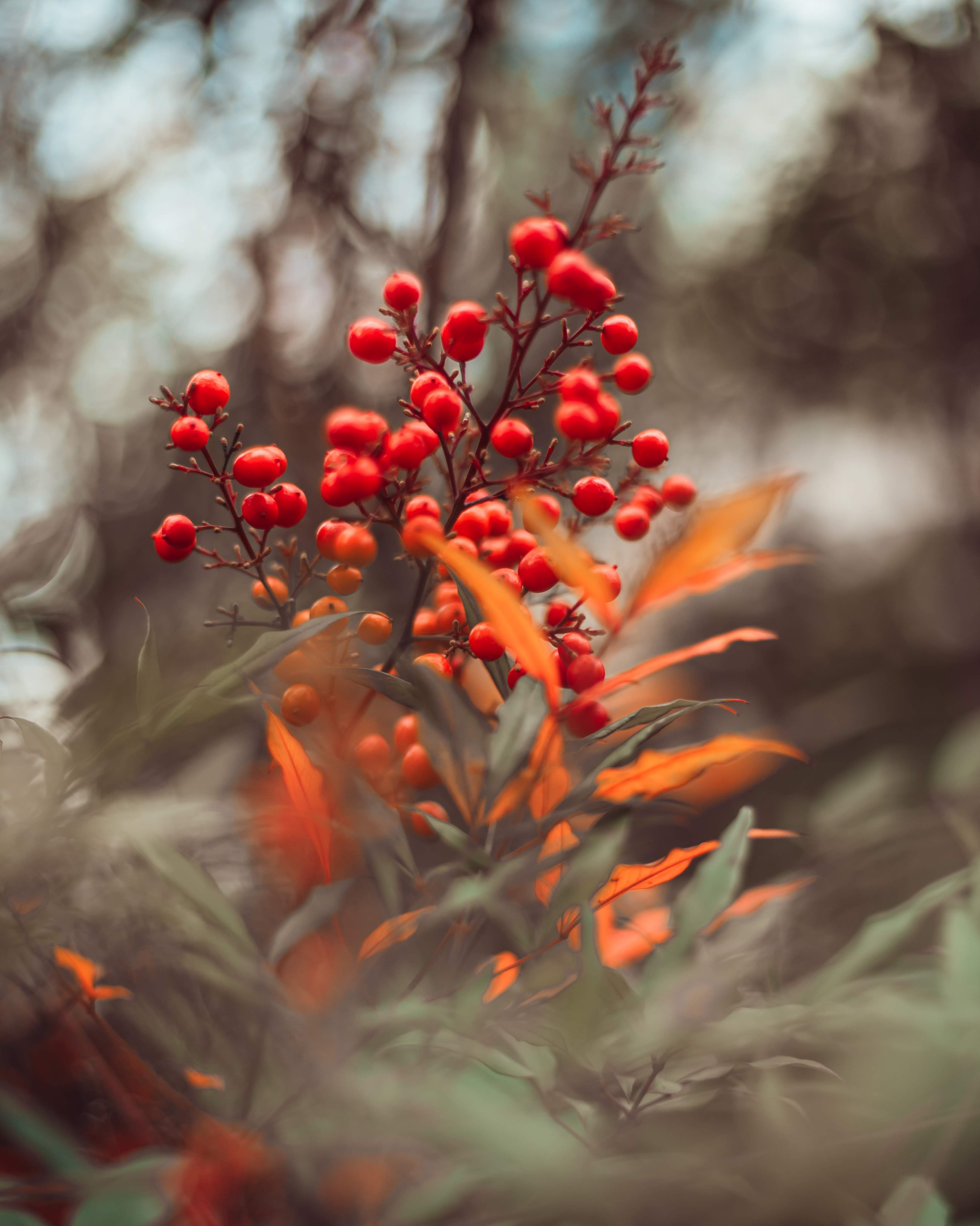 83832 download wallpaper leaves, macro, berries, red, branches screensavers and pictures for free