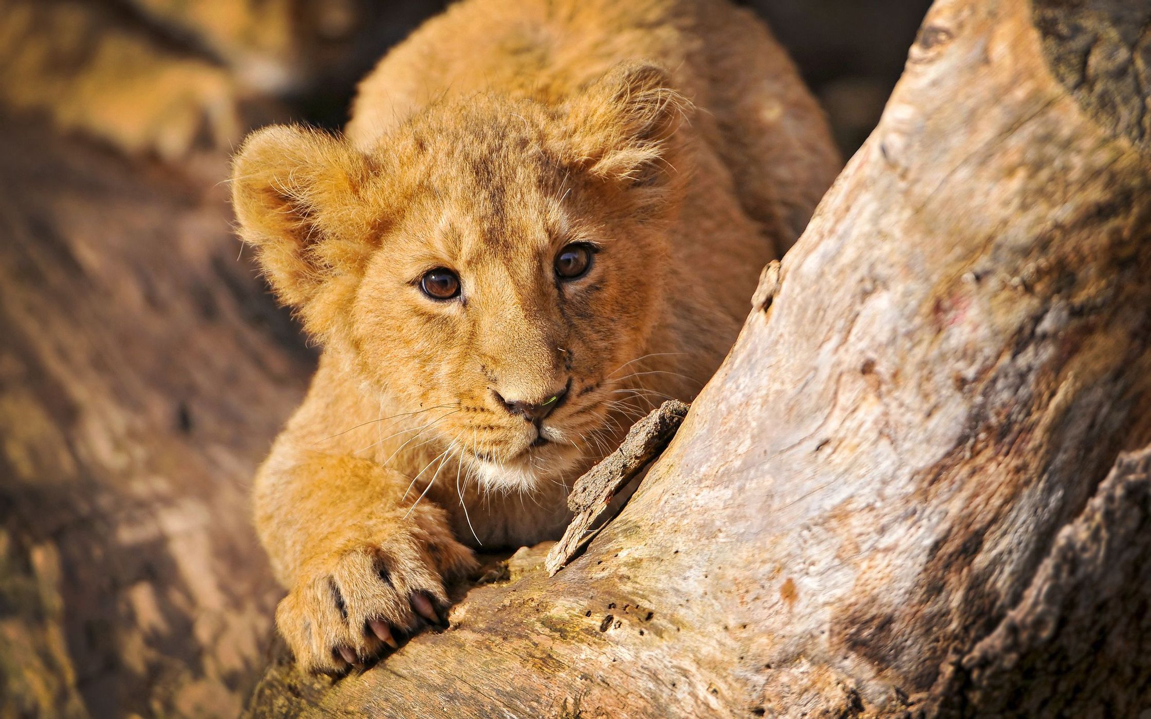 Download mobile wallpaper: Self-Preservation, Lion Cub, Lurk, Lion