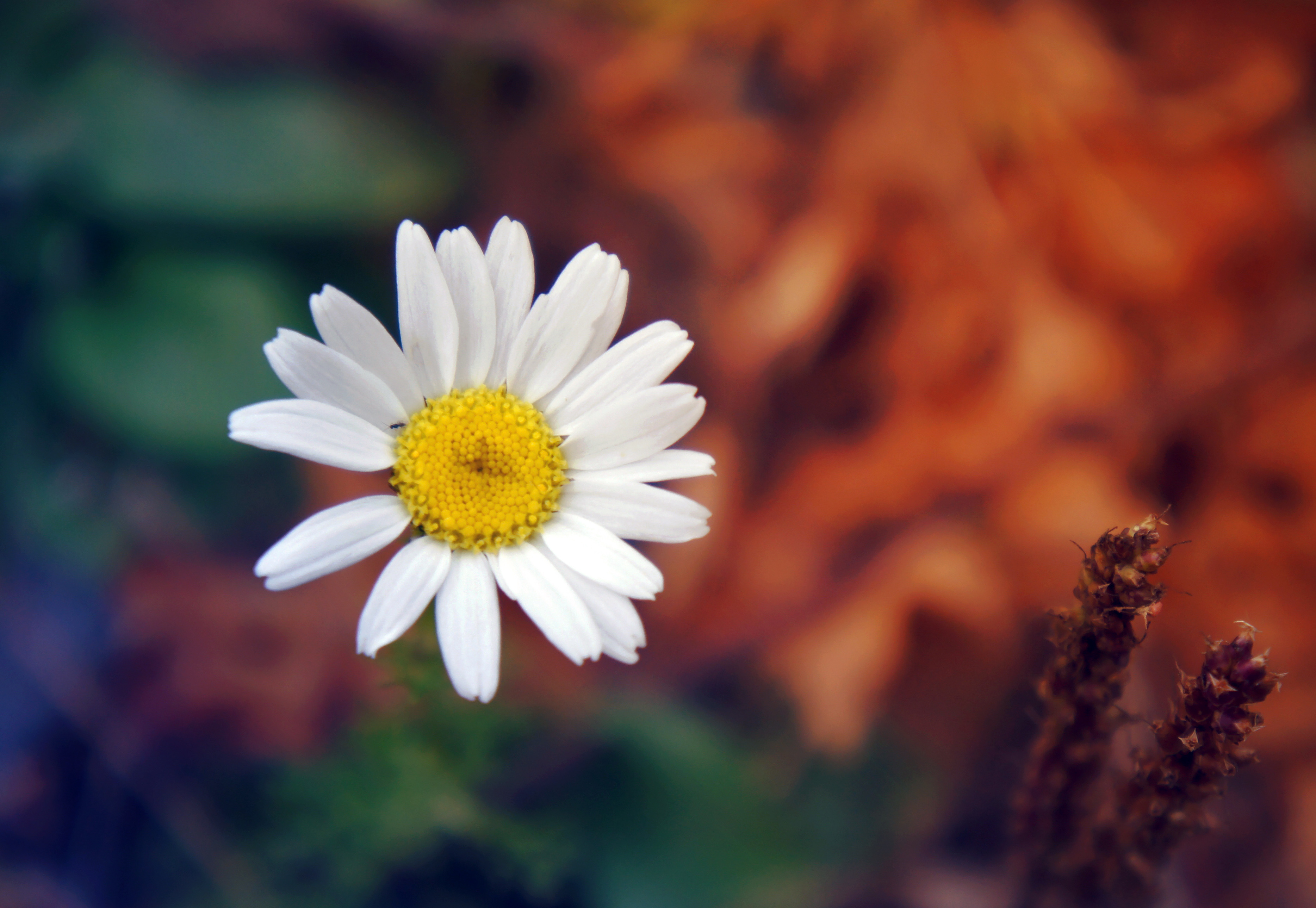 Widescreen image petals, chamomile, macro, flower
