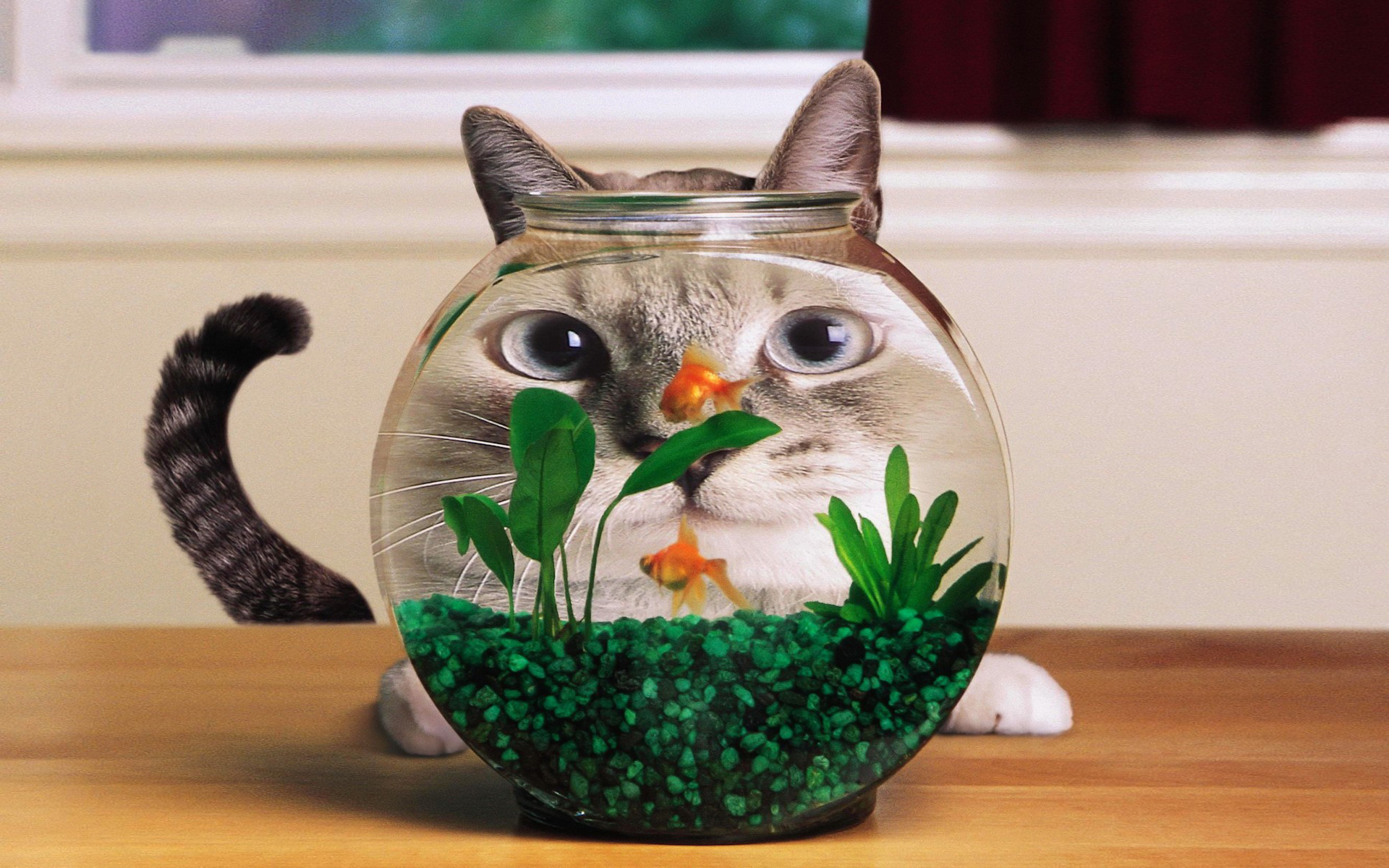 aquarium, funny, animal, cat, distortion, cats