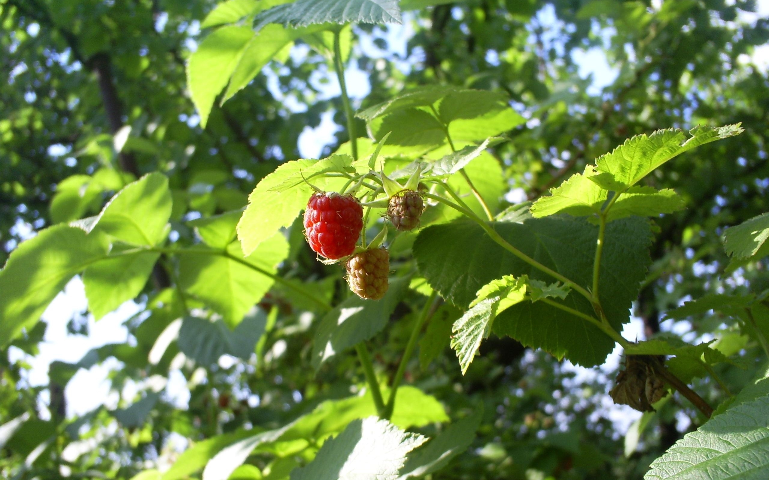 Laden Sie das Pflanzen, Himbeere, Berries-Bild kostenlos auf Ihren PC-Desktop herunter