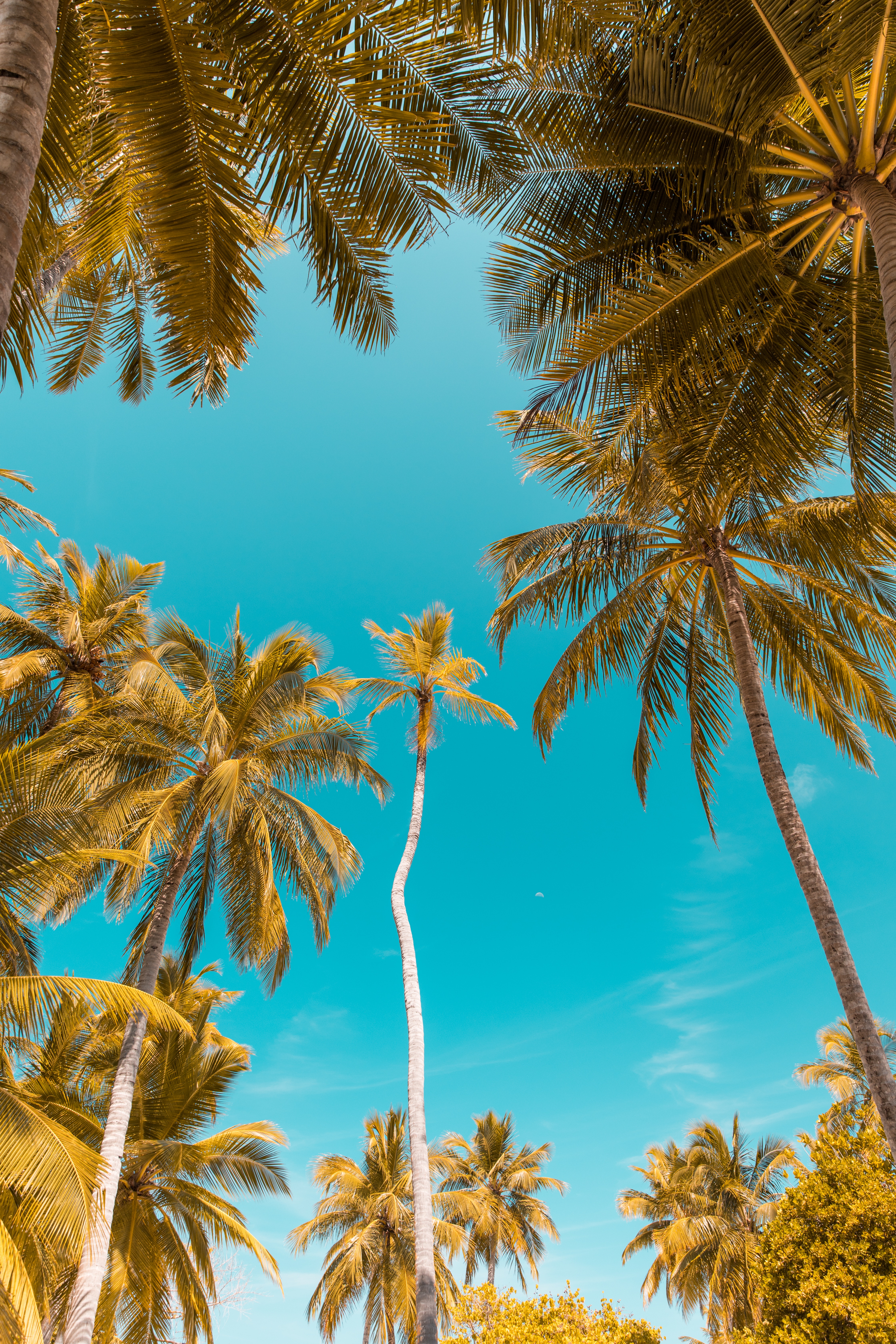 101109 скачать обои пальмы, небо тропики, природа, ветки, стволы, вид снизу - заставки и картинки бесплатно