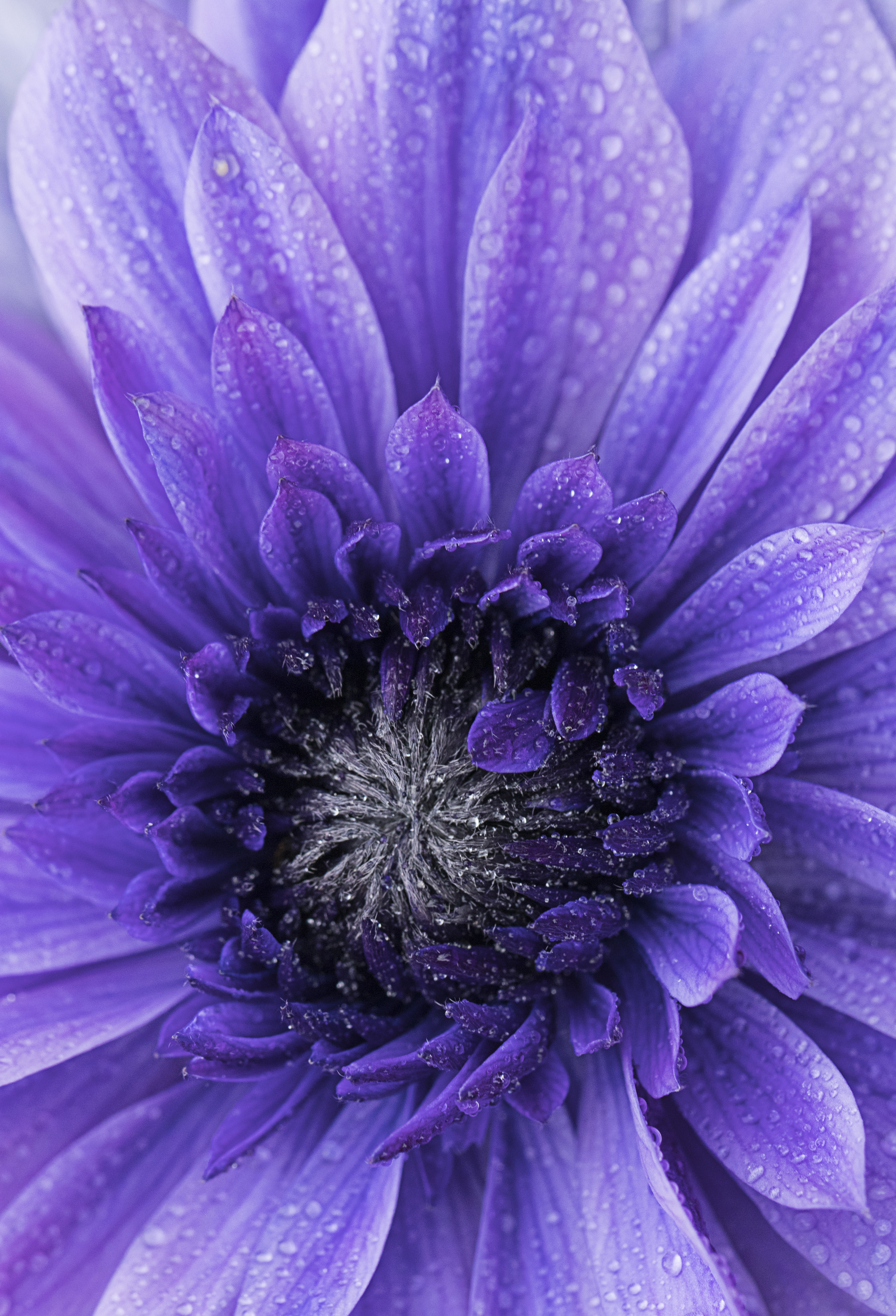 50589 descargar fondo de pantalla violeta, drops, flor, macro, pétalos, púrpura: protectores de pantalla e imágenes gratis