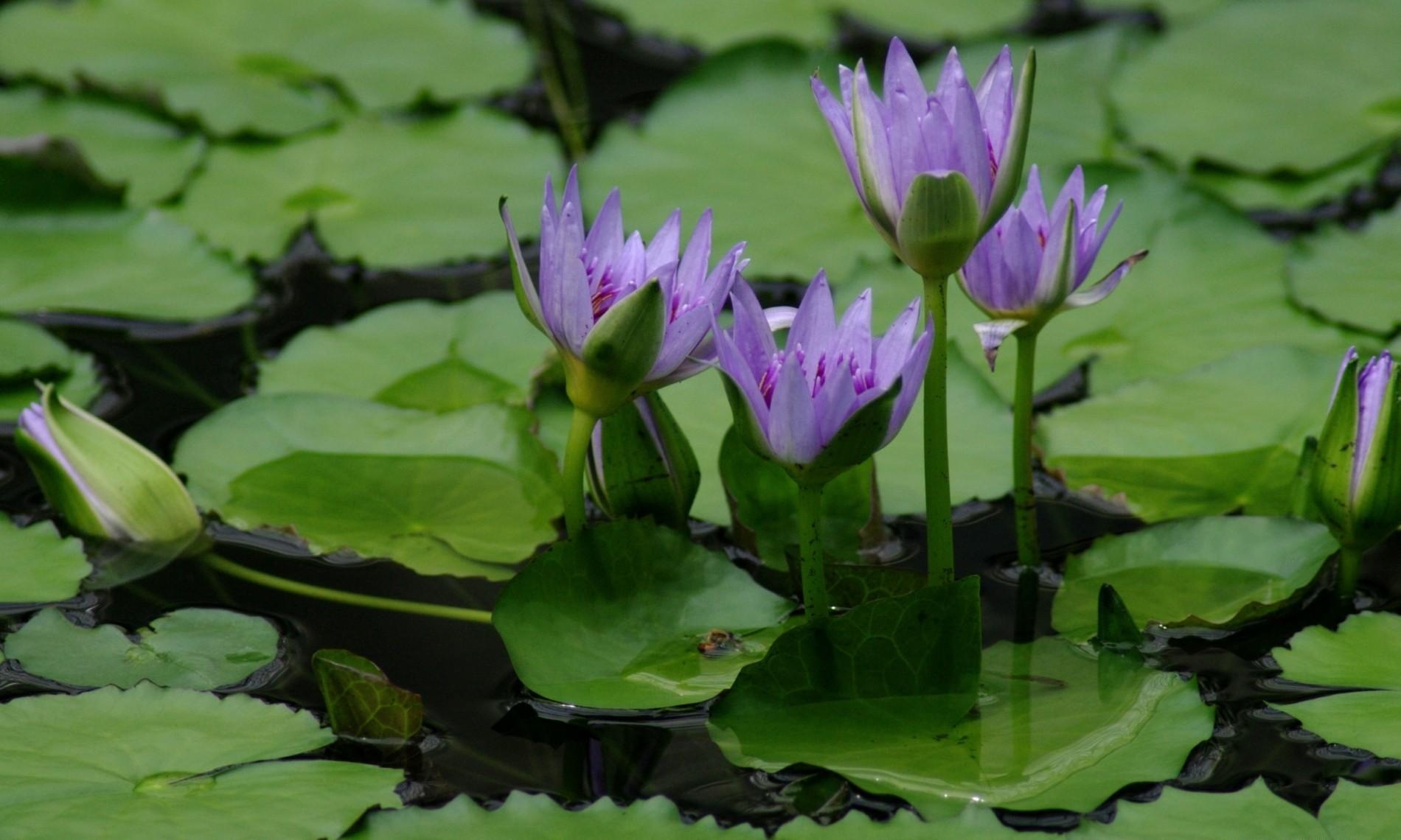 Laden Sie das Blumen, Wasser, Blätter, Swamp, Seerosen-Bild kostenlos auf Ihren PC-Desktop herunter