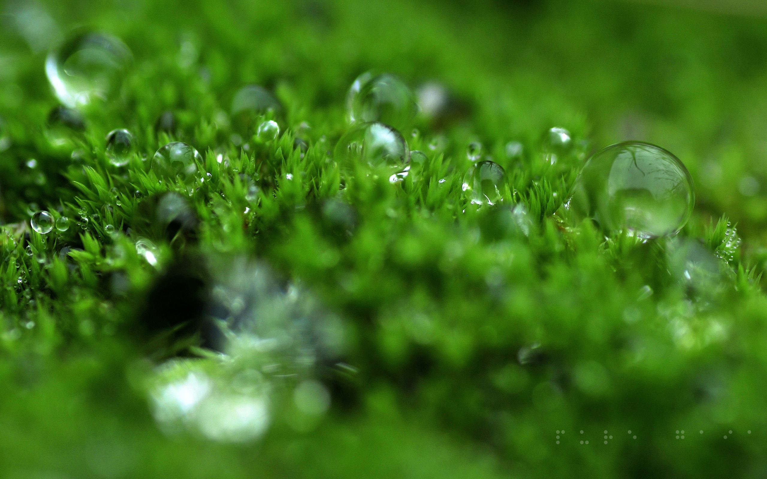 surface, shine, grass, dew, macro, light HD wallpaper