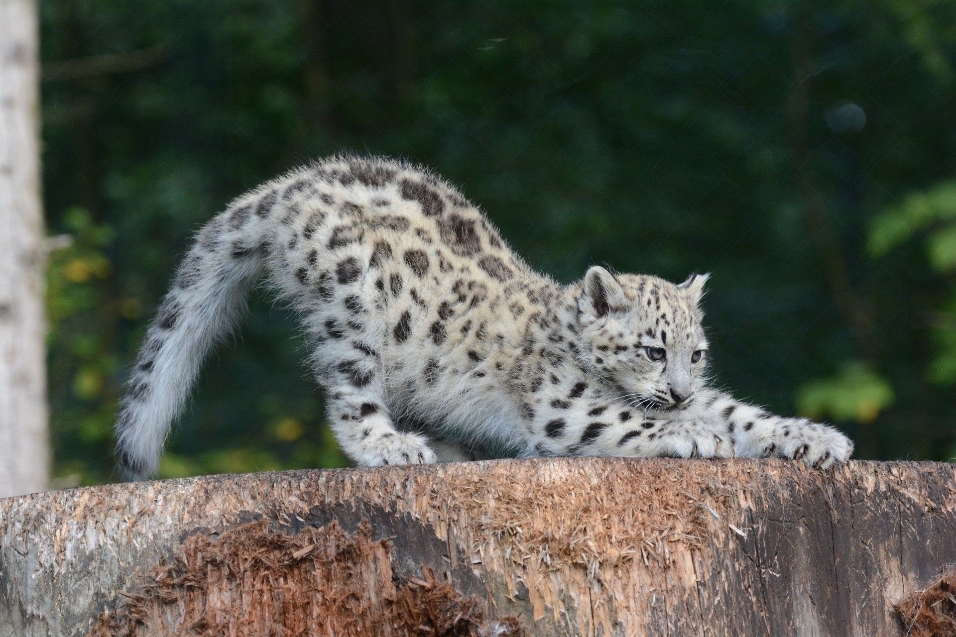 60589 download wallpaper animals, snow leopard, young, predator, joey, stretching, sipping screensavers and pictures for free