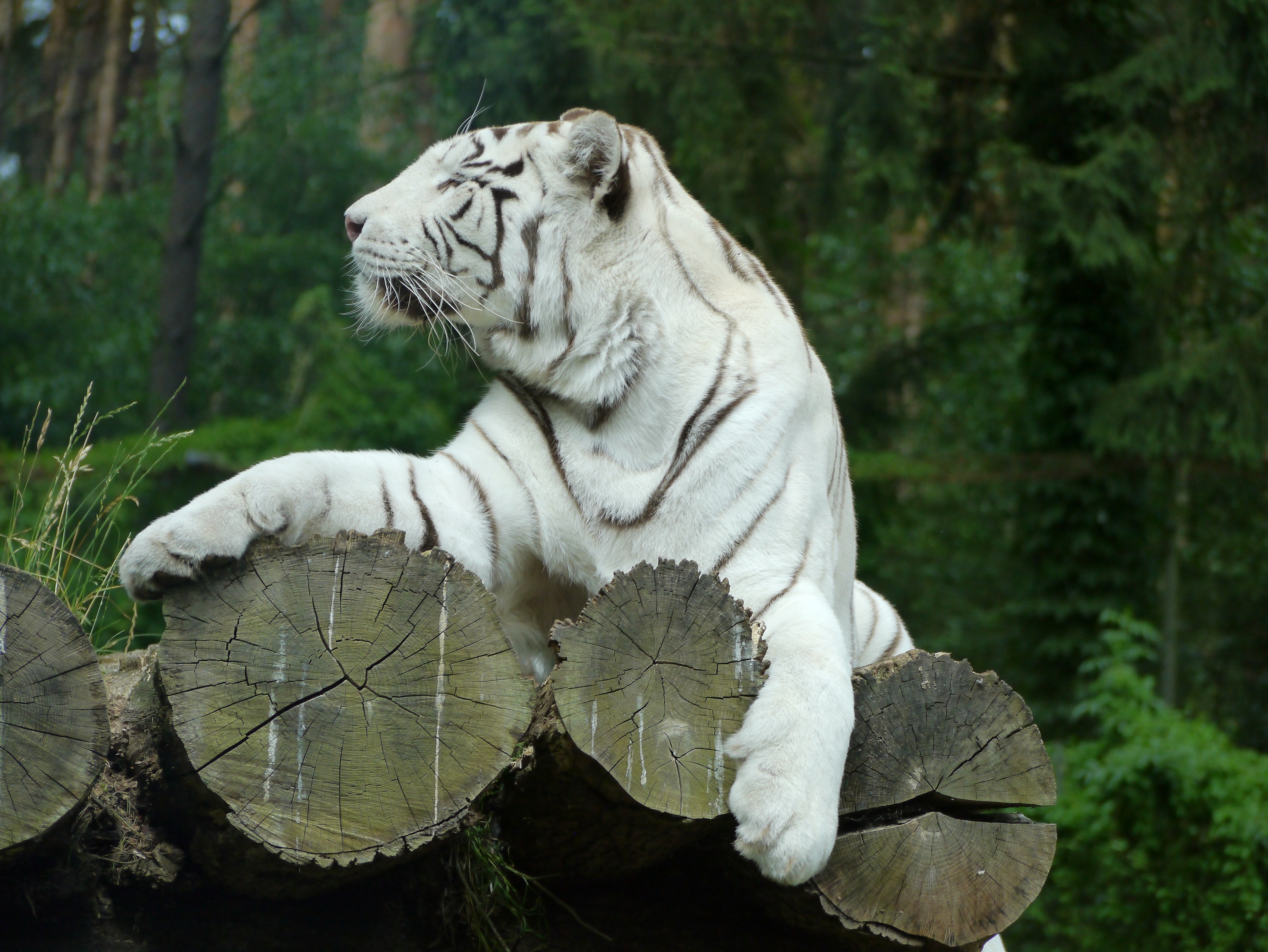 52246 Bild herunterladen tiere, raubtier, predator, weißer tiger, bengalischer tiger, bengaltiger - Hintergrundbilder und Bildschirmschoner kostenlos