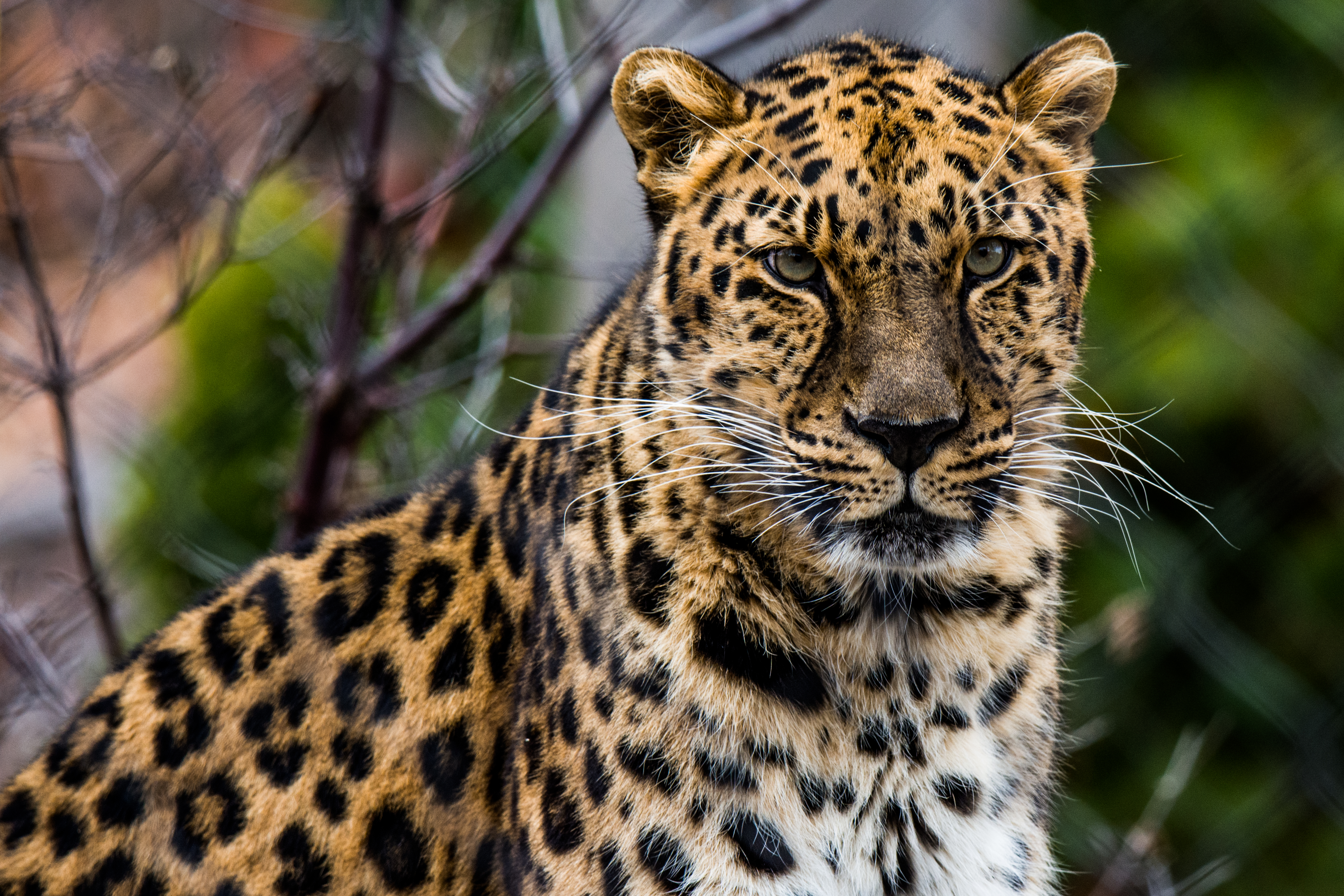 Handy-Wallpaper Tiere, Leopard, Schnauze, Raubtier, Predator, Große Katze, Big Cat, Afrikanischer Leopard kostenlos herunterladen.