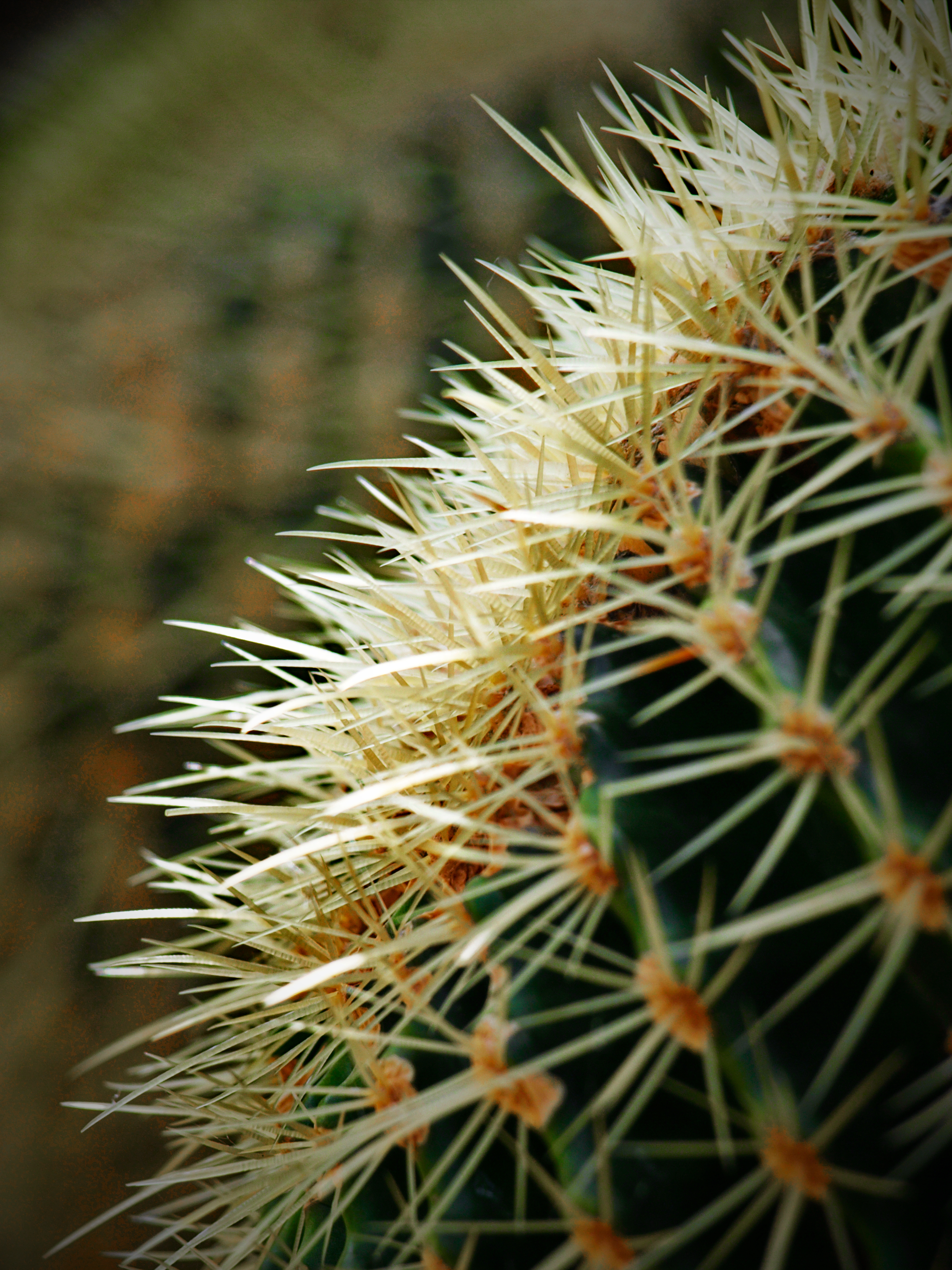 50742 Bild herunterladen pflanze, makro, kaktus, stacheln, dornen - Hintergrundbilder und Bildschirmschoner kostenlos