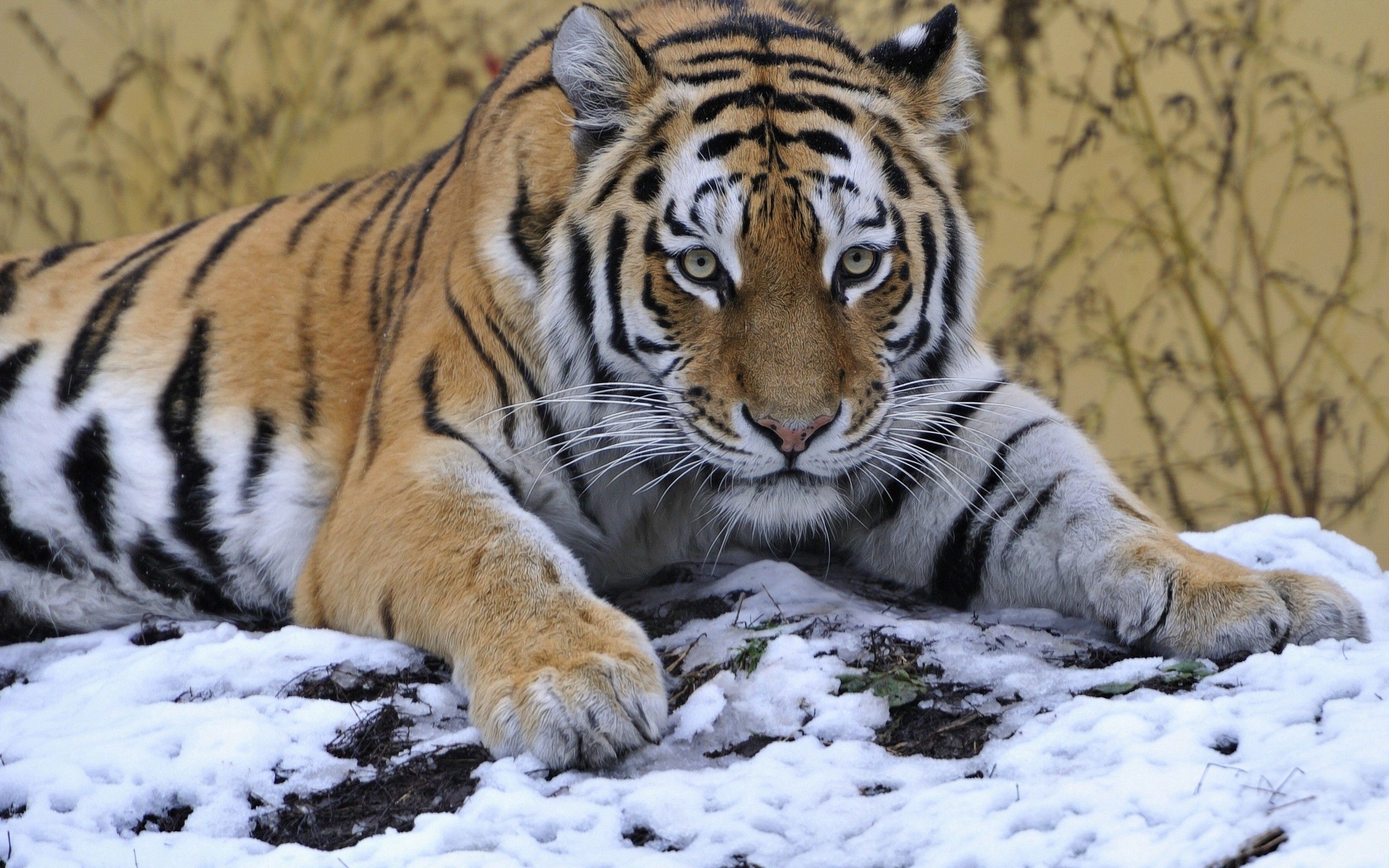 134596 descargar fondo de pantalla animales, nieve, tumbarse, mentir, bozal, tigre: protectores de pantalla e imágenes gratis