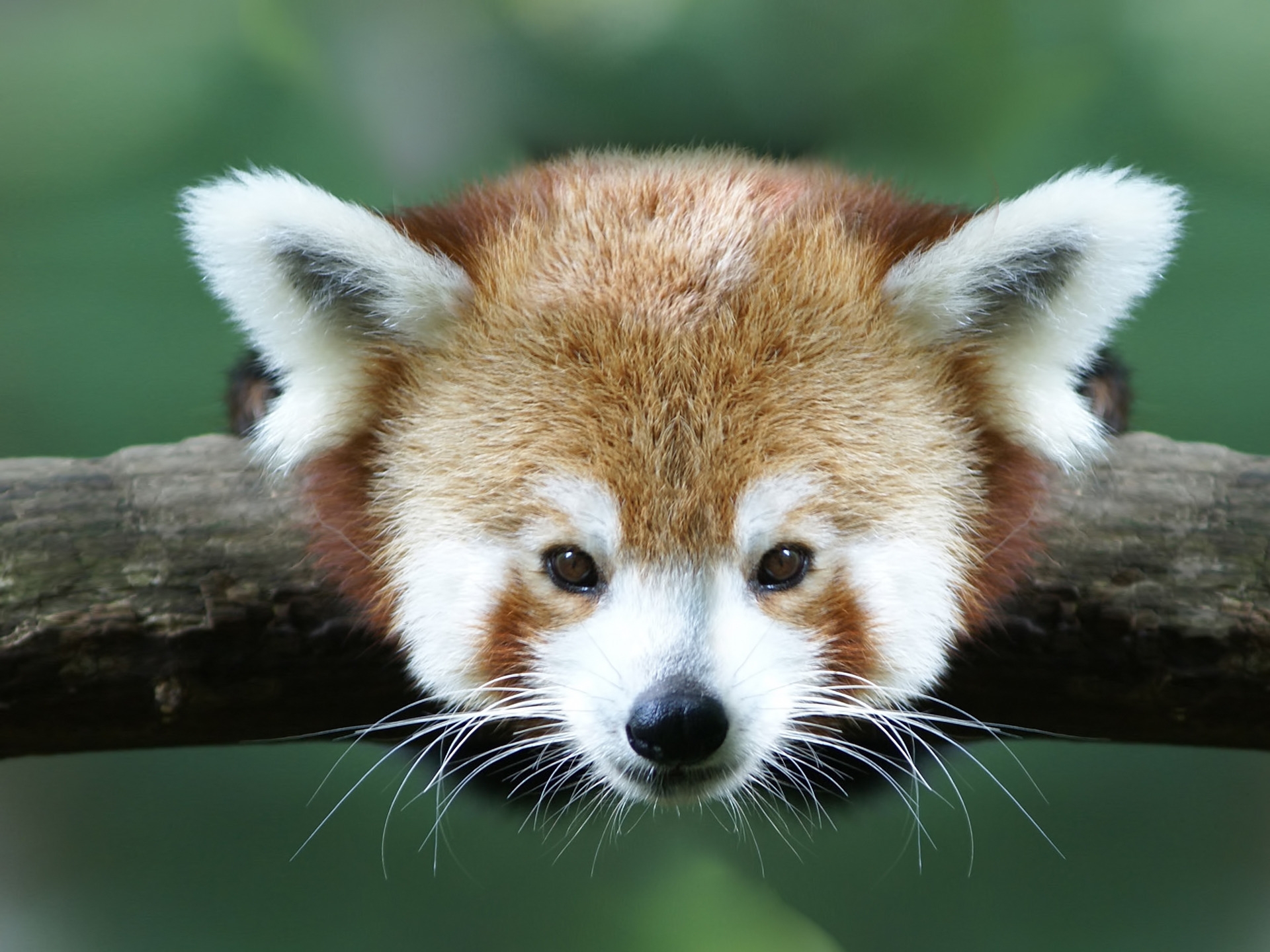 102147 Bildschirmschoner und Hintergrundbilder Roter Panda auf Ihrem Telefon. Laden Sie tiere, ast, zweig, roter panda, kleiner panda Bilder kostenlos herunter