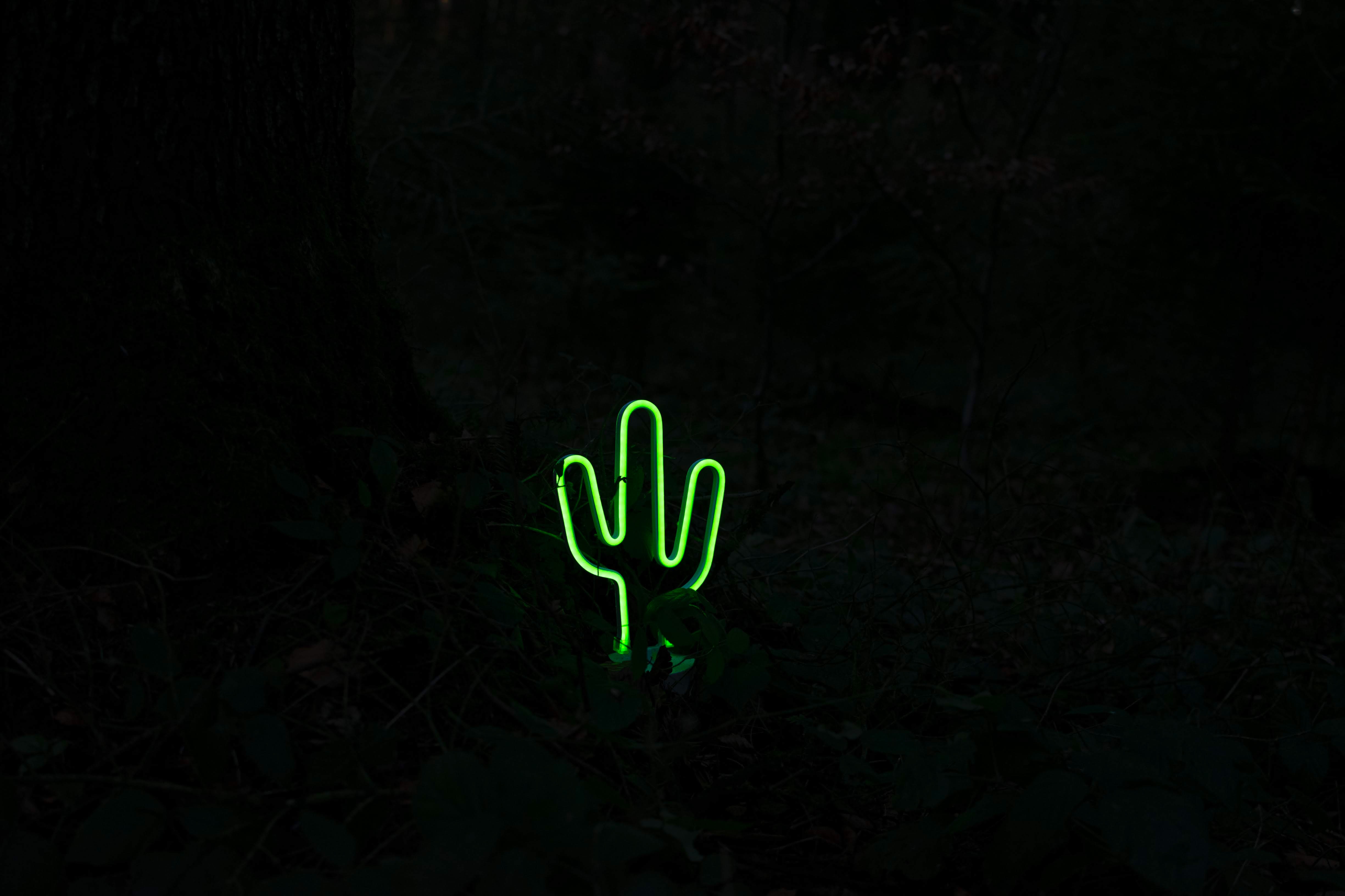 neon, green, dark, cactus 4K Ultra