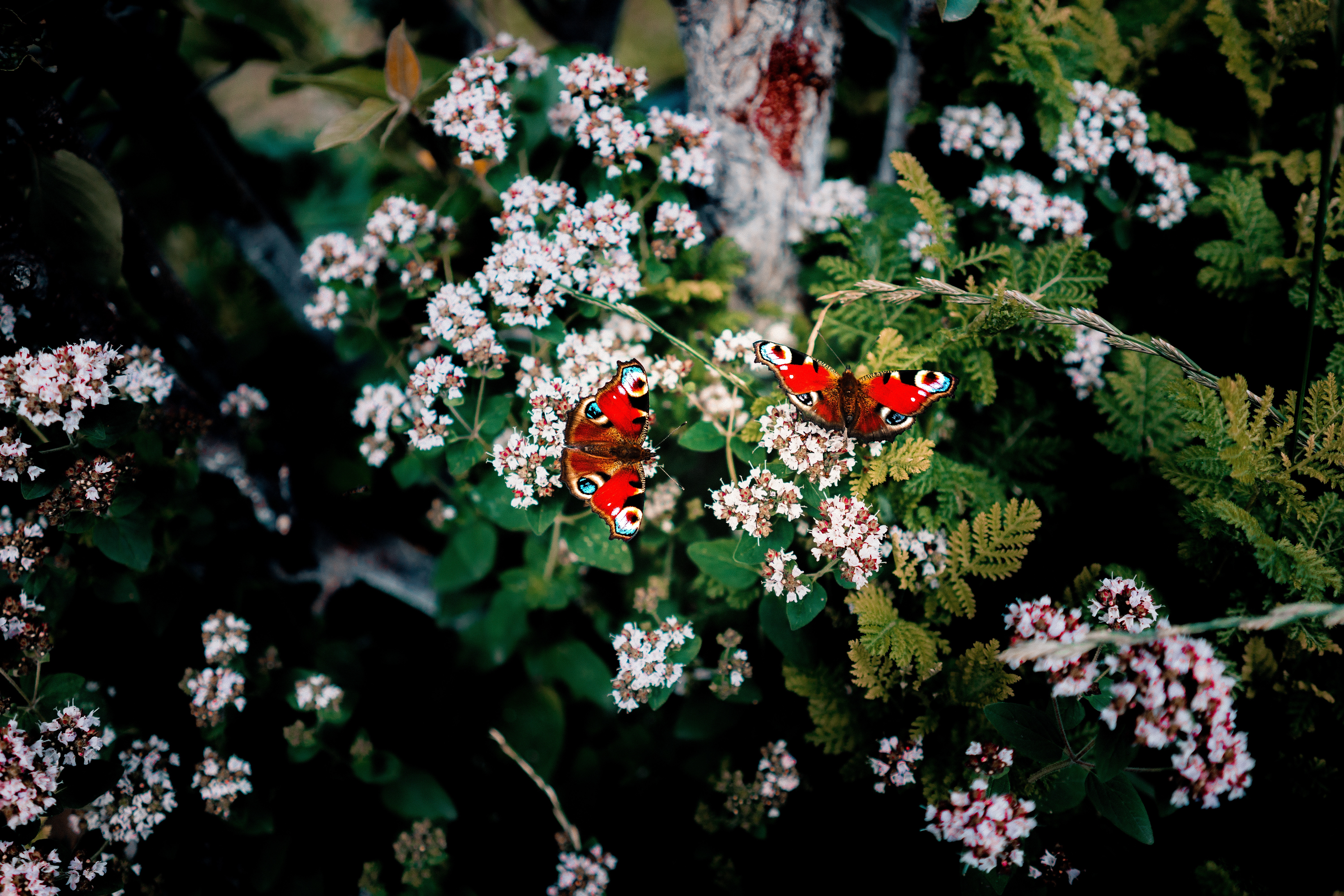 Laden Sie das Schmetterlinge, Blumen, Sommer, Patterns, Makro, Unschärfe, Glatt-Bild kostenlos auf Ihren PC-Desktop herunter